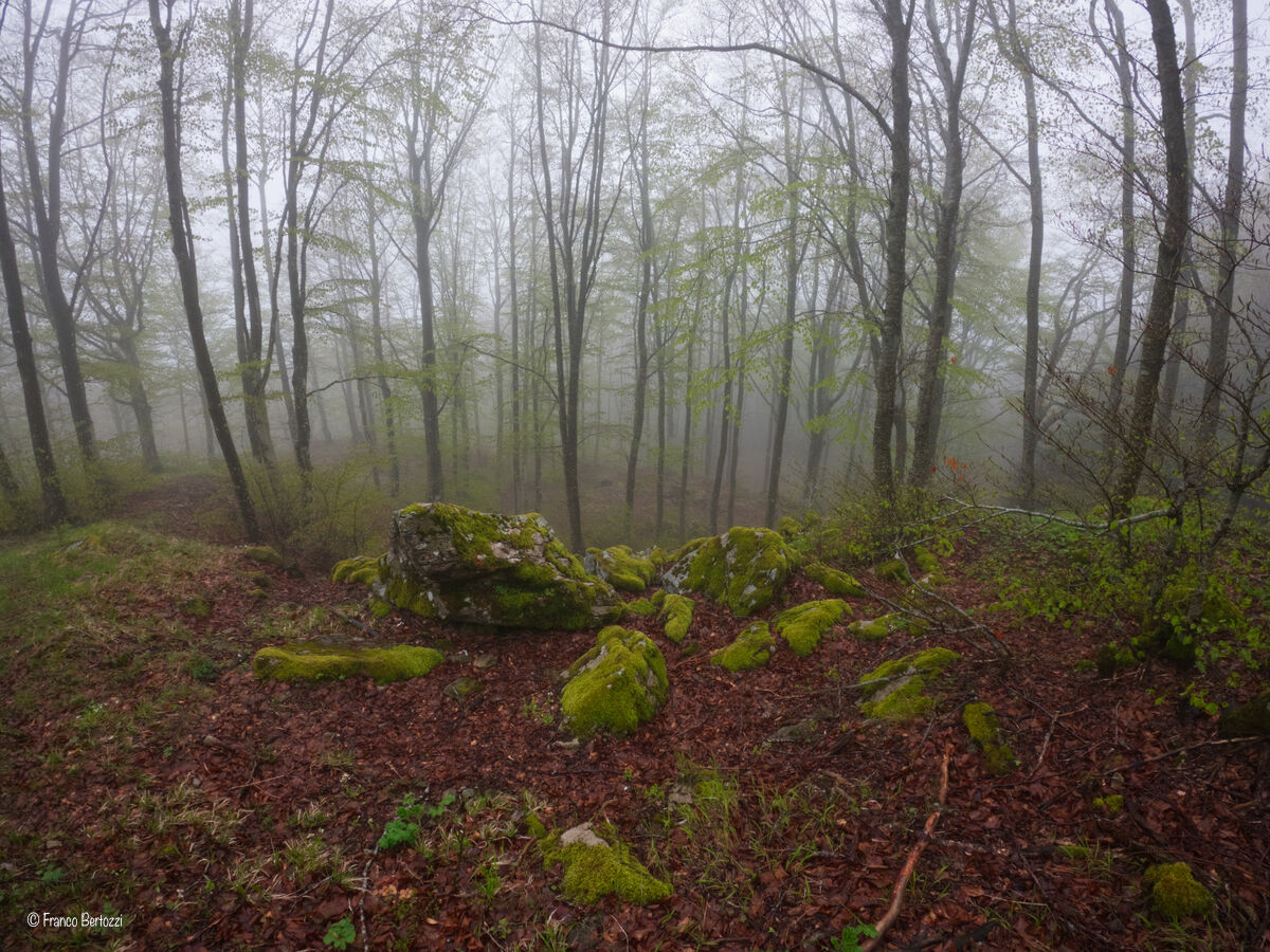 Fog in the woods