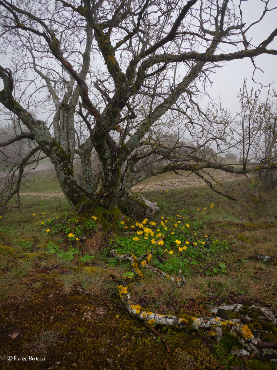 Tree and flowers