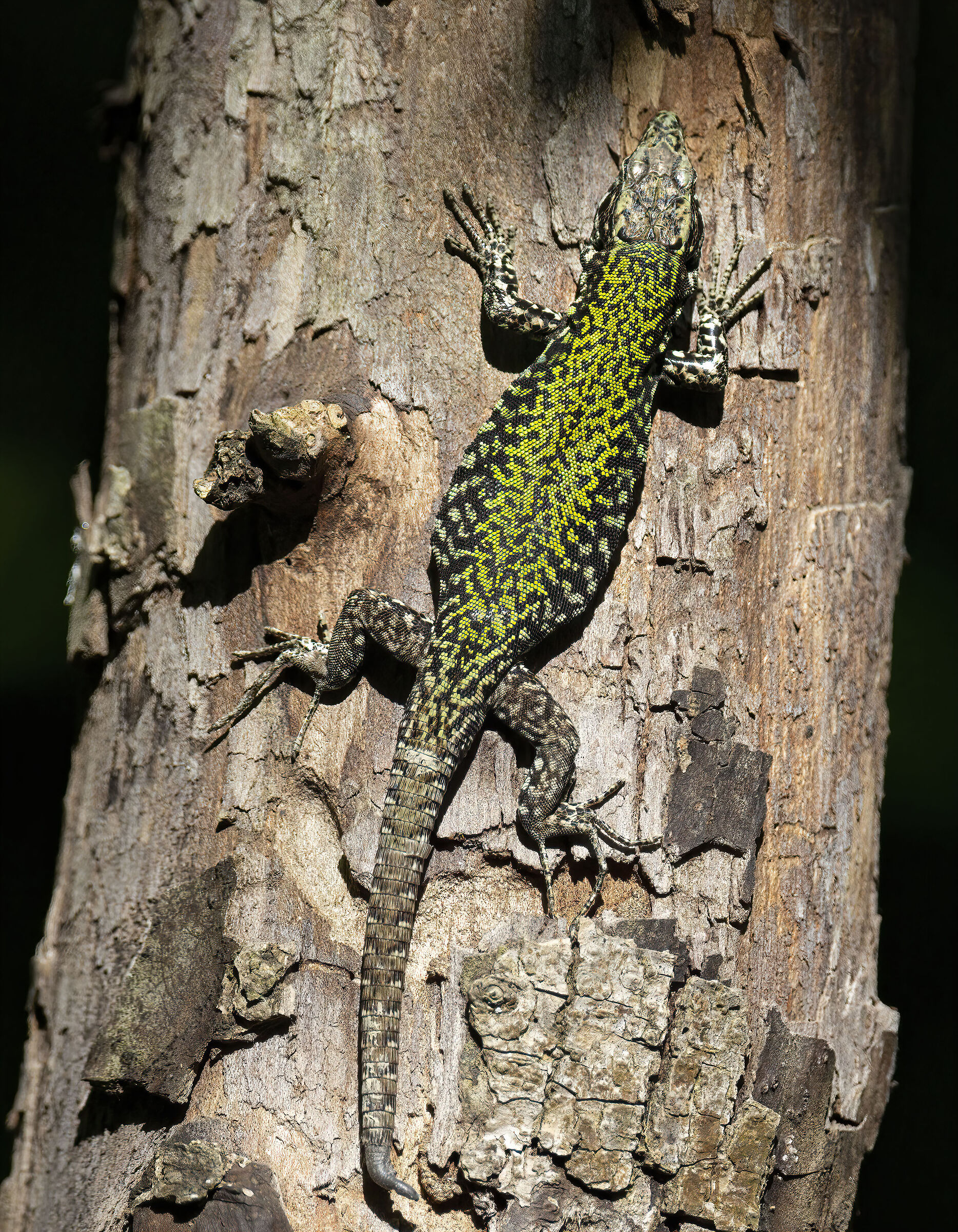 Il raggio di sole e la lucertola