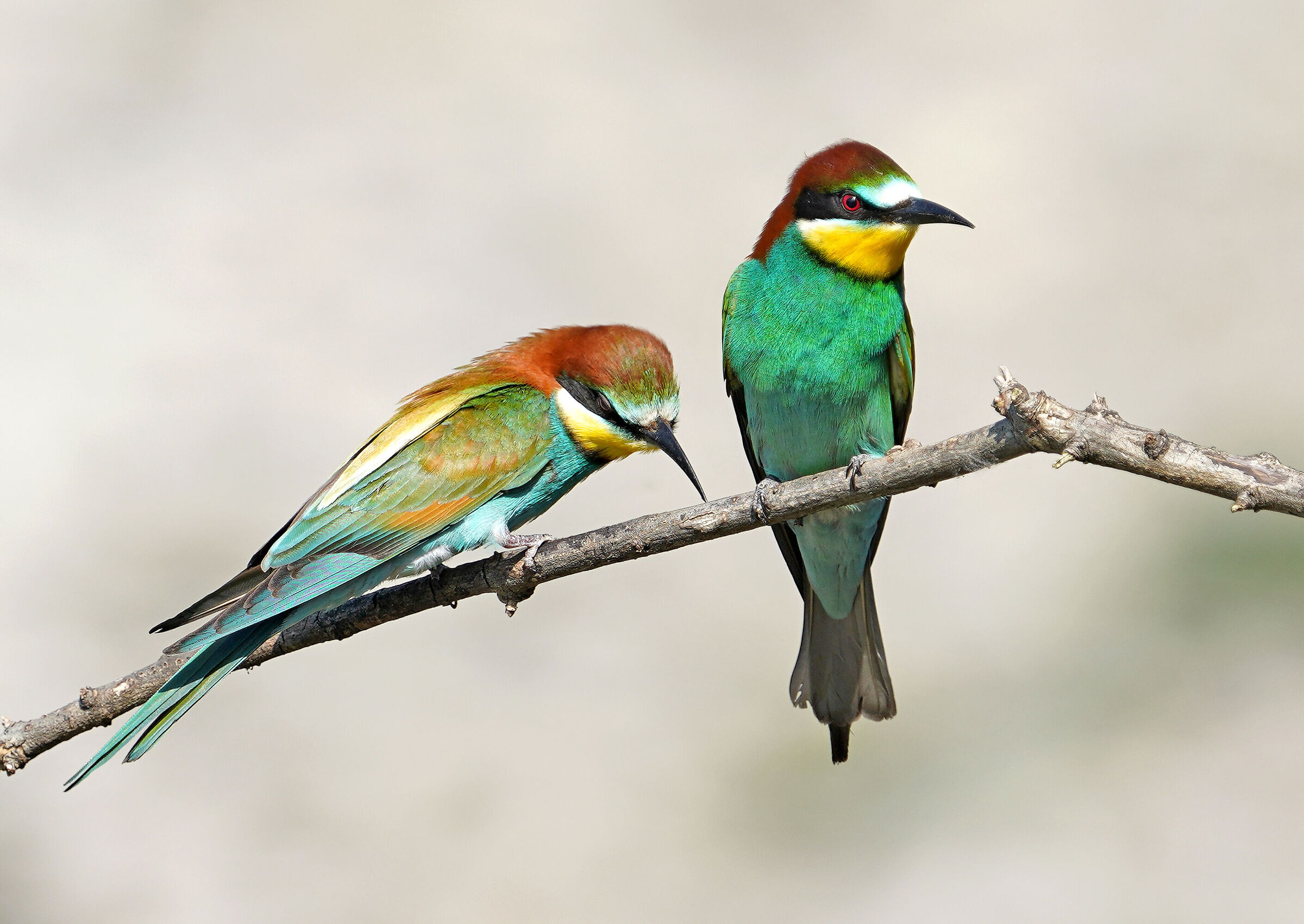 Bee-eaters