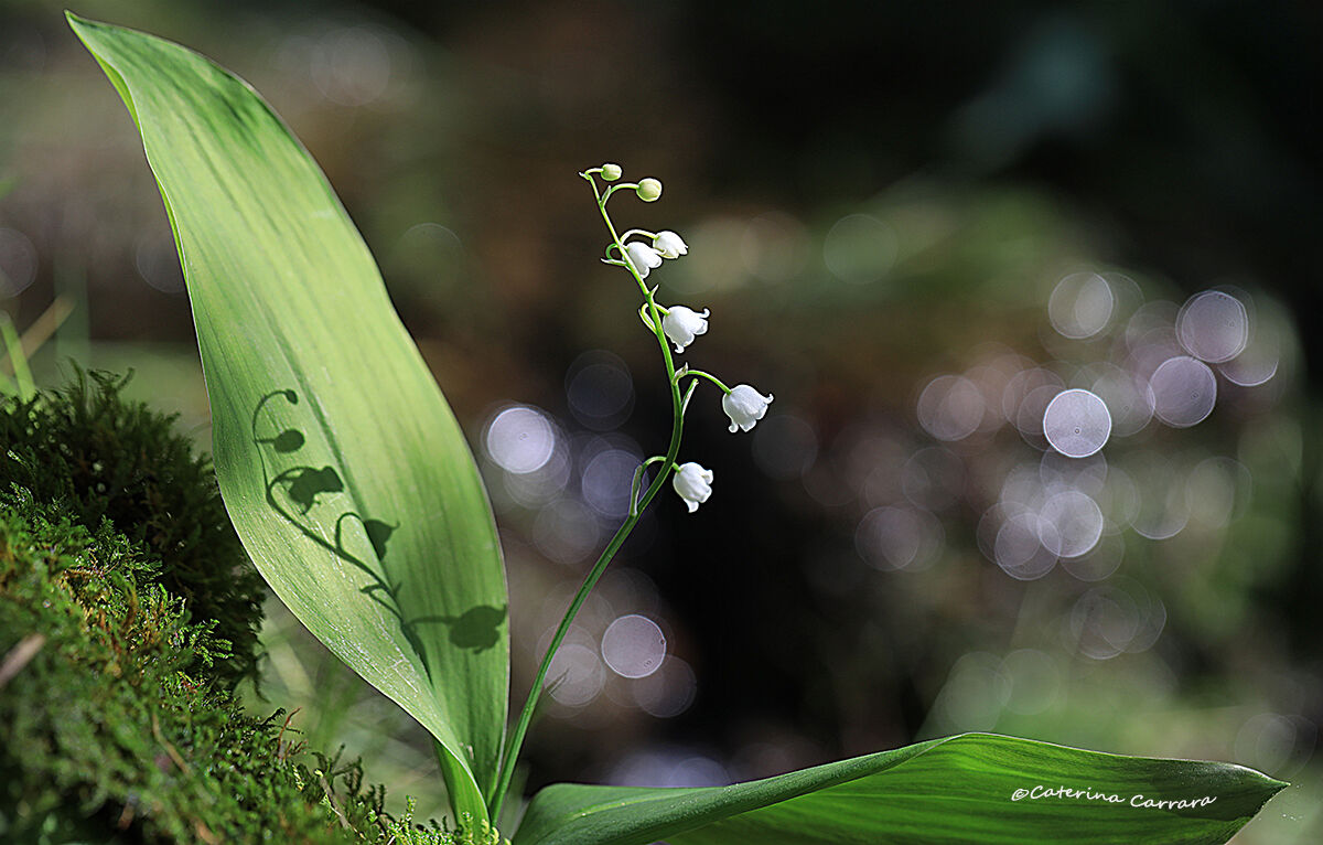 Lily of the valley
