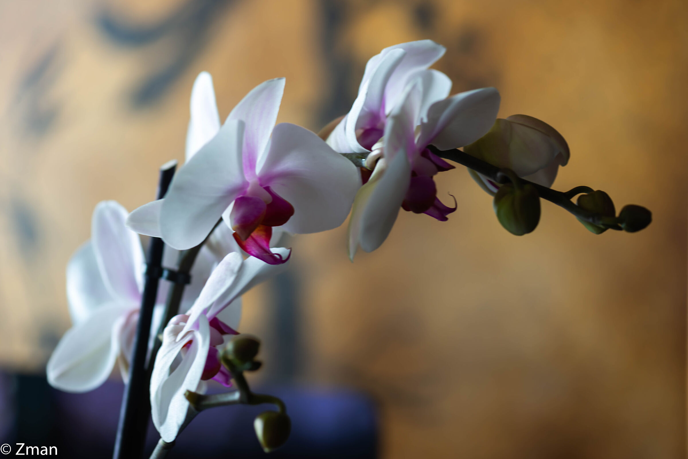 Orchidee