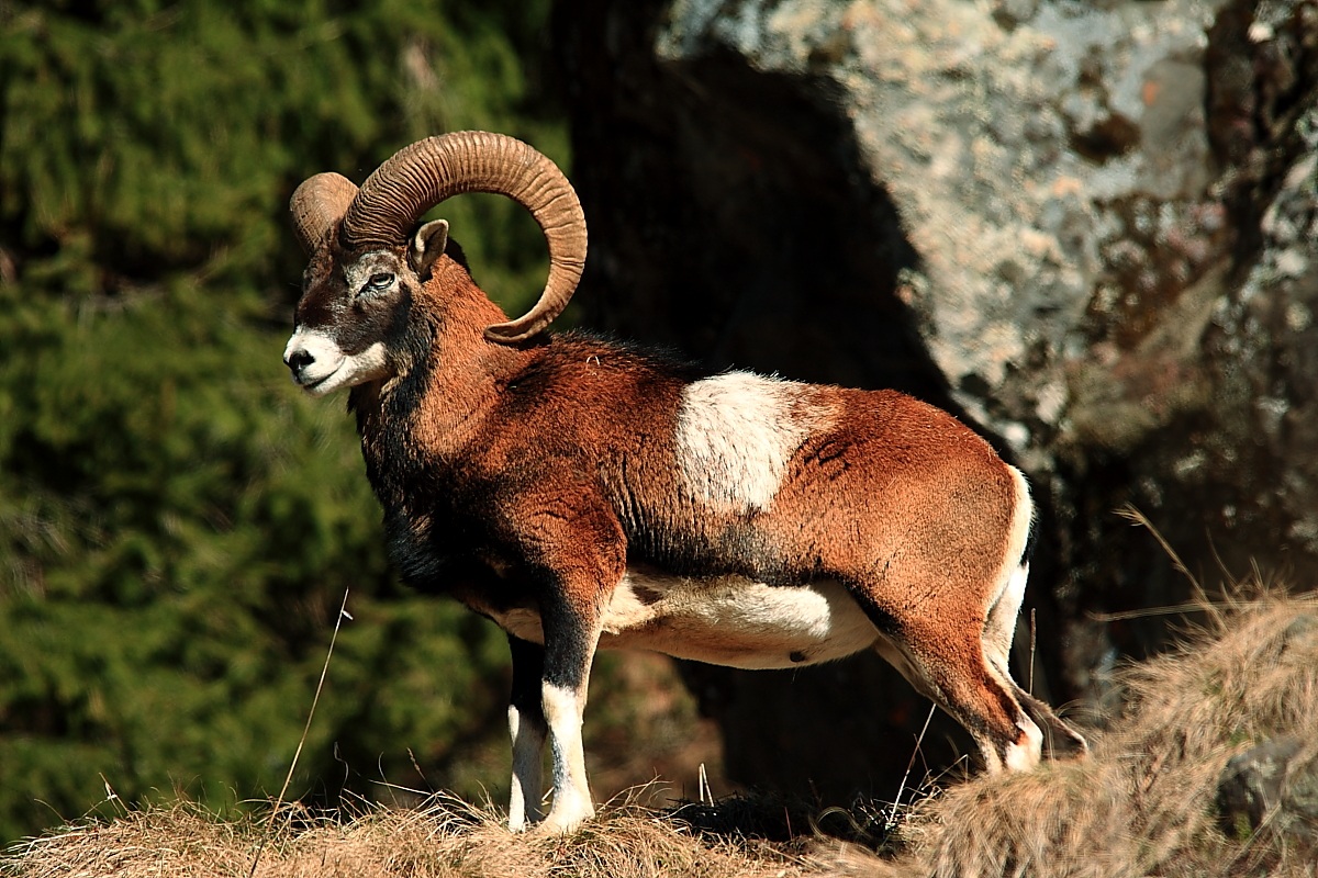 Bel maschio adulto di muflone