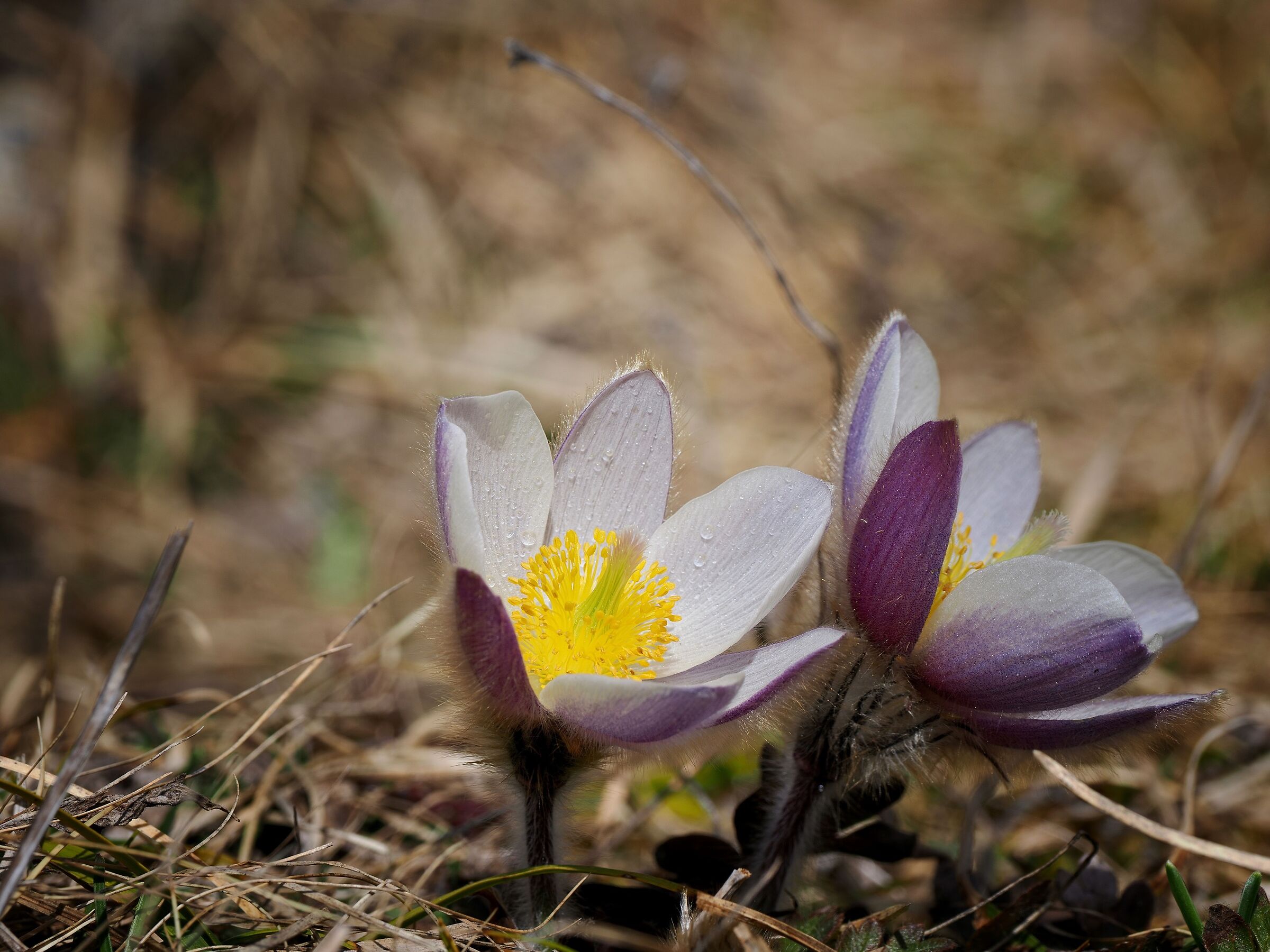 Oh... Pulsatilla!