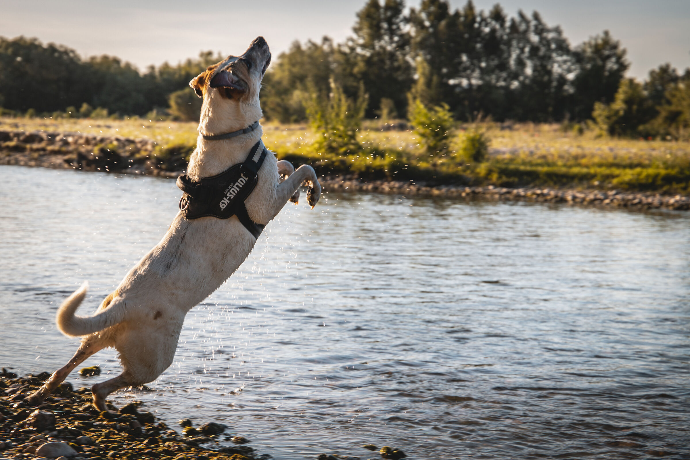Tuffo in riva al fiume