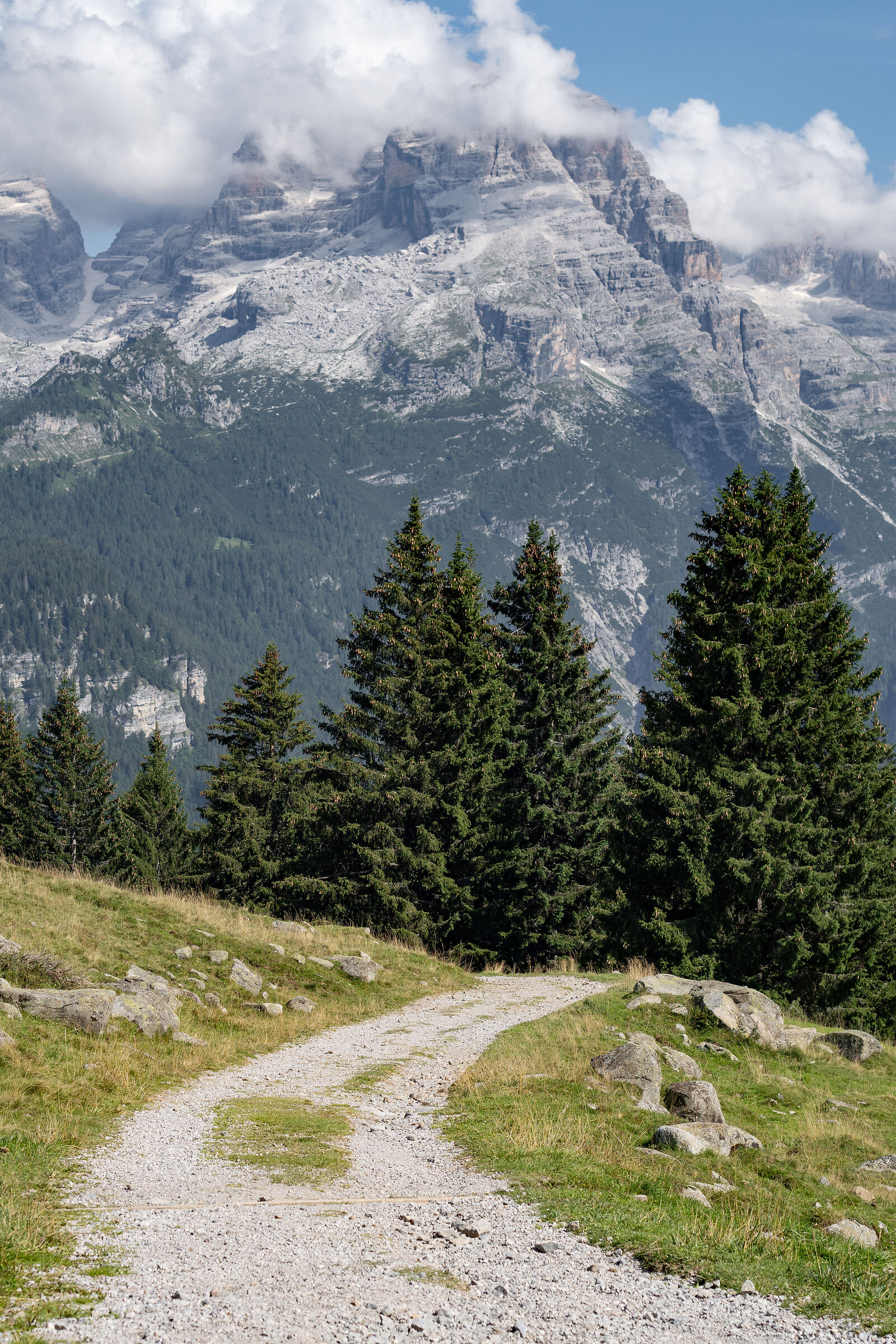 campiglio - nel bosco