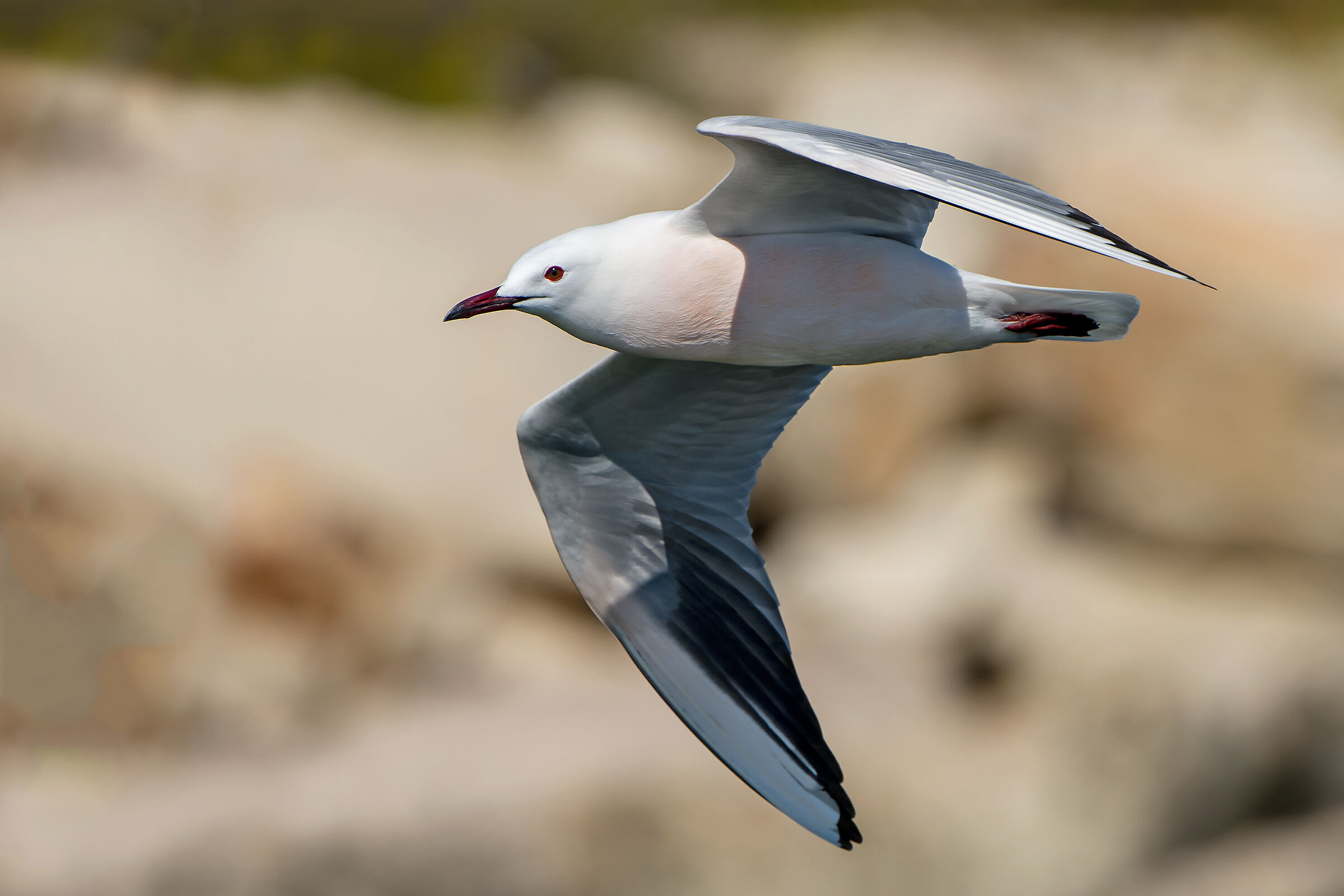Una foto per intenditori-L'eleganza del gabbiano roseo
