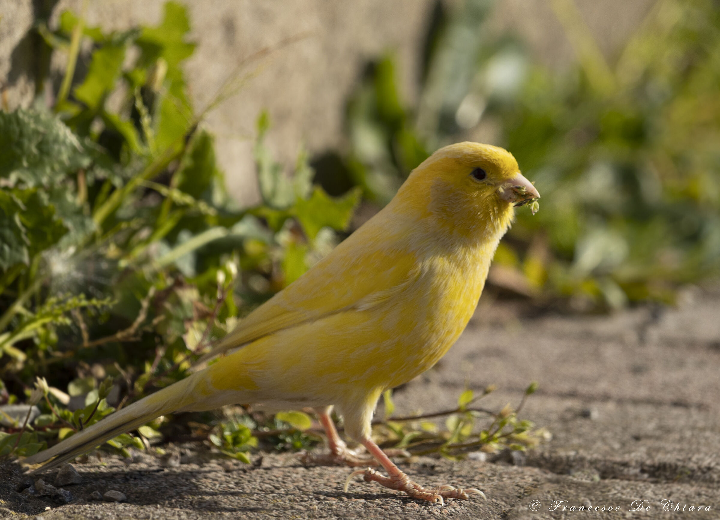 Canary