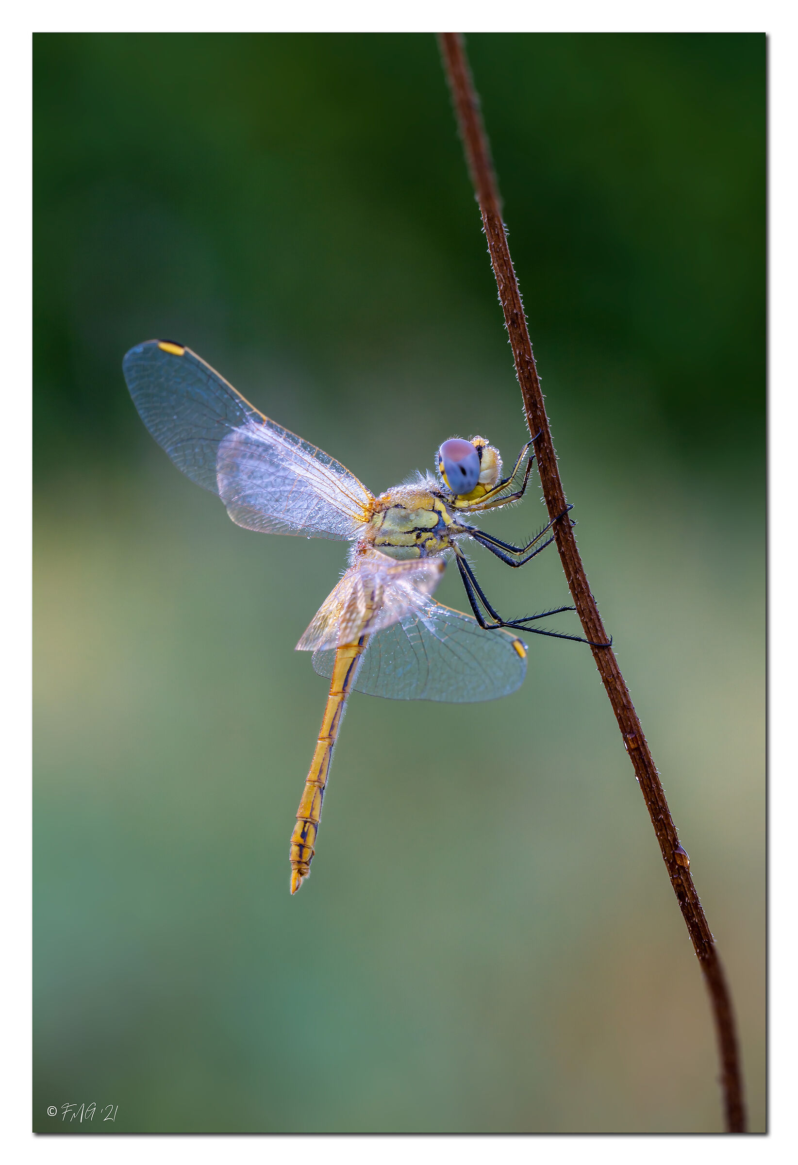 Sympetrum fonscolombii