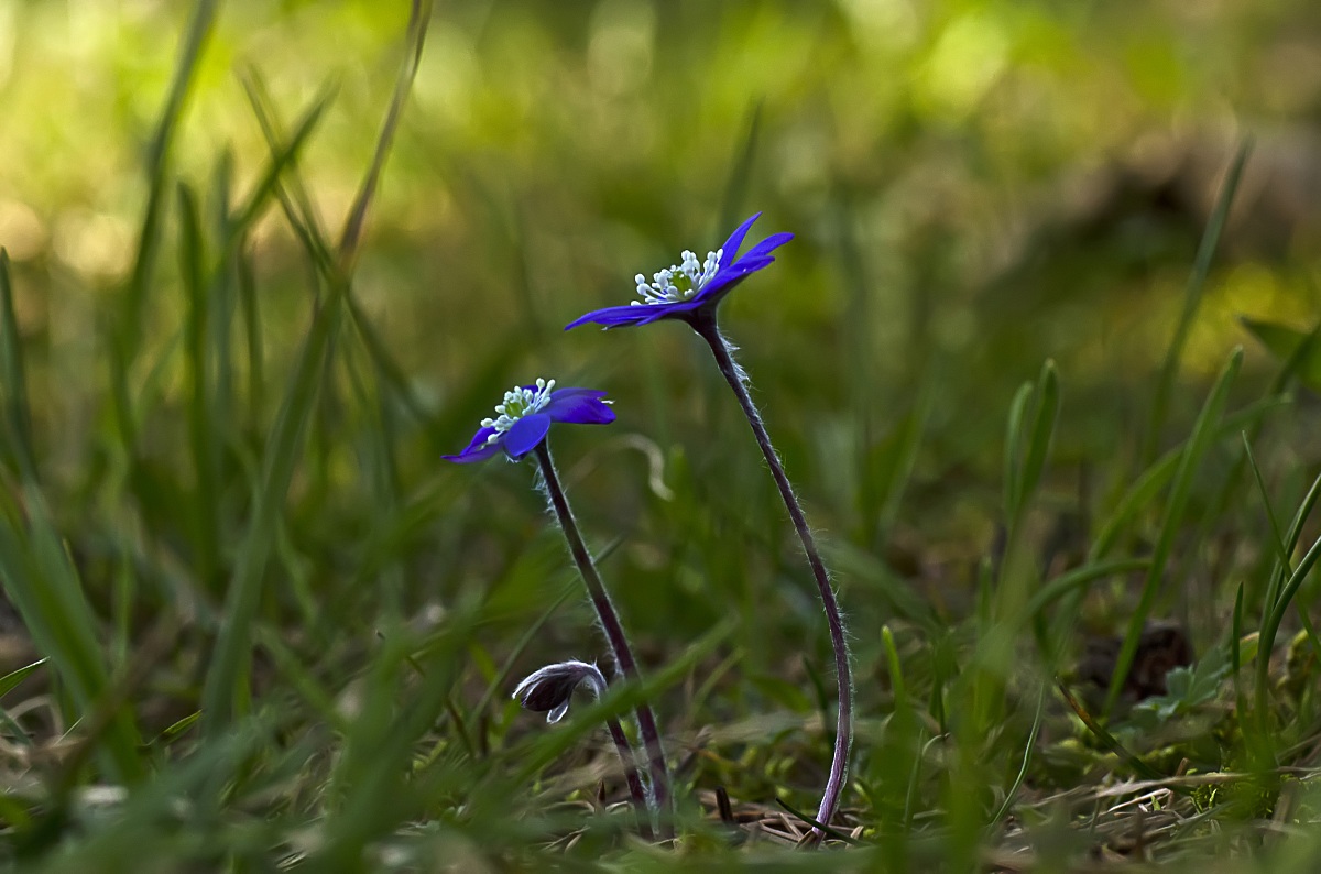 Aspettando un raggio di sole...