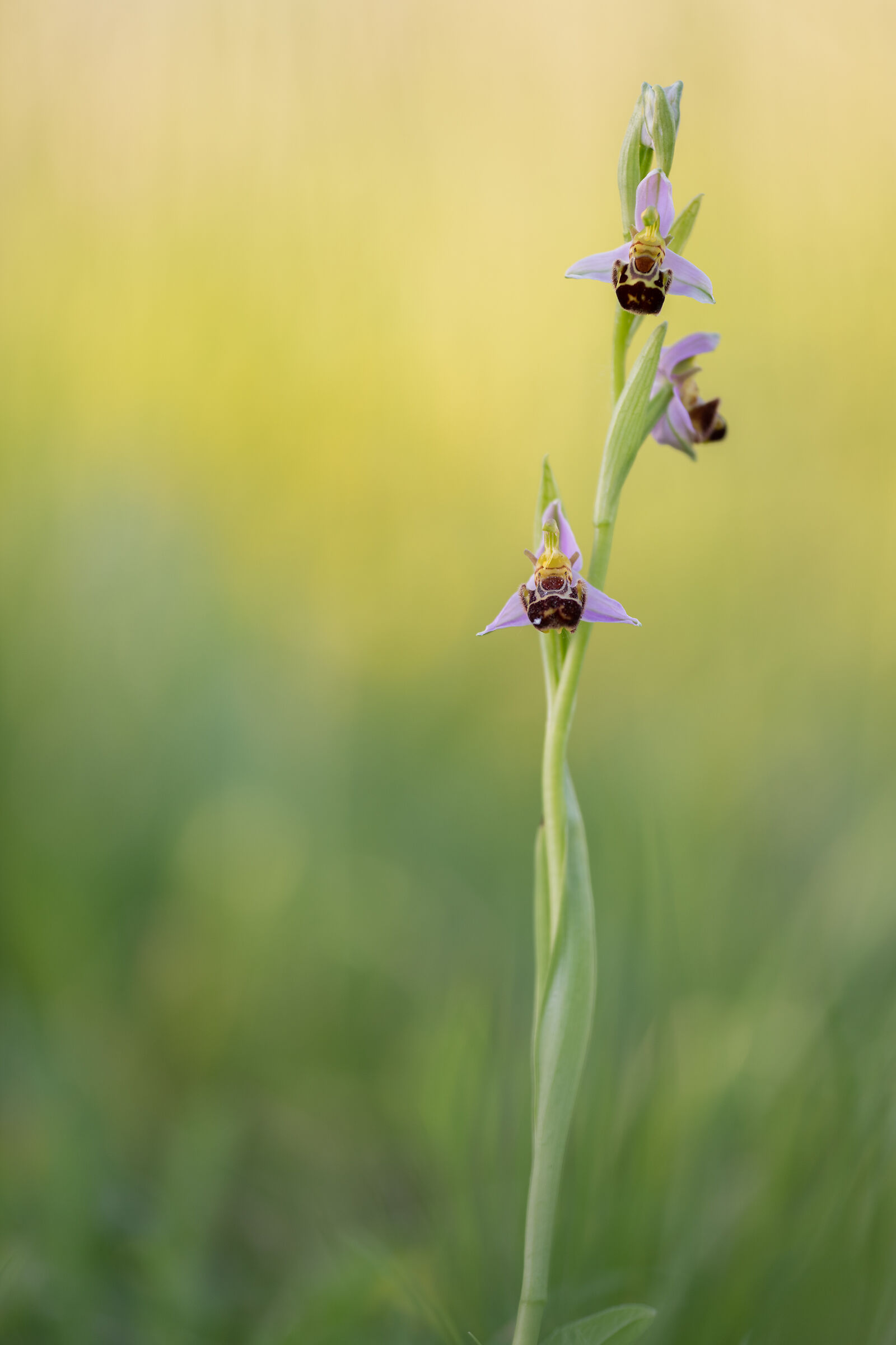 Ophrys Apifera