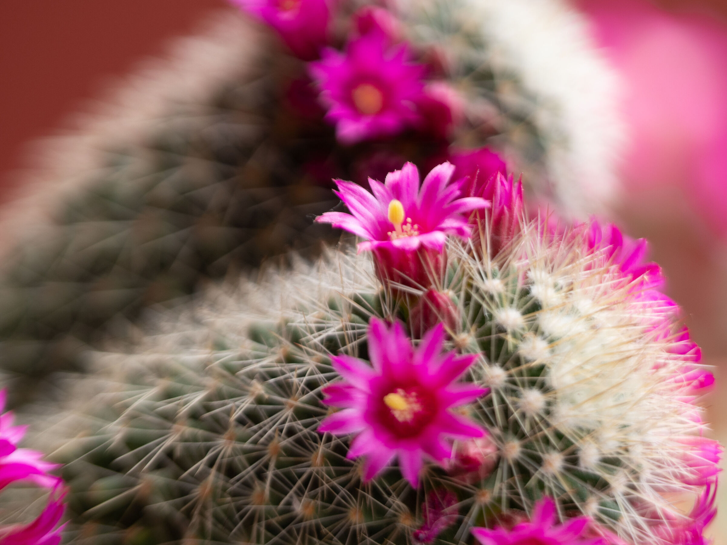Cactus flowering
