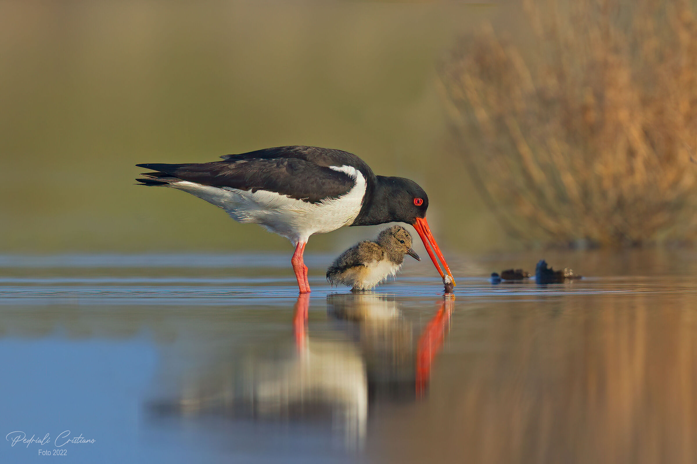 Beccaccia di mare con pullo...