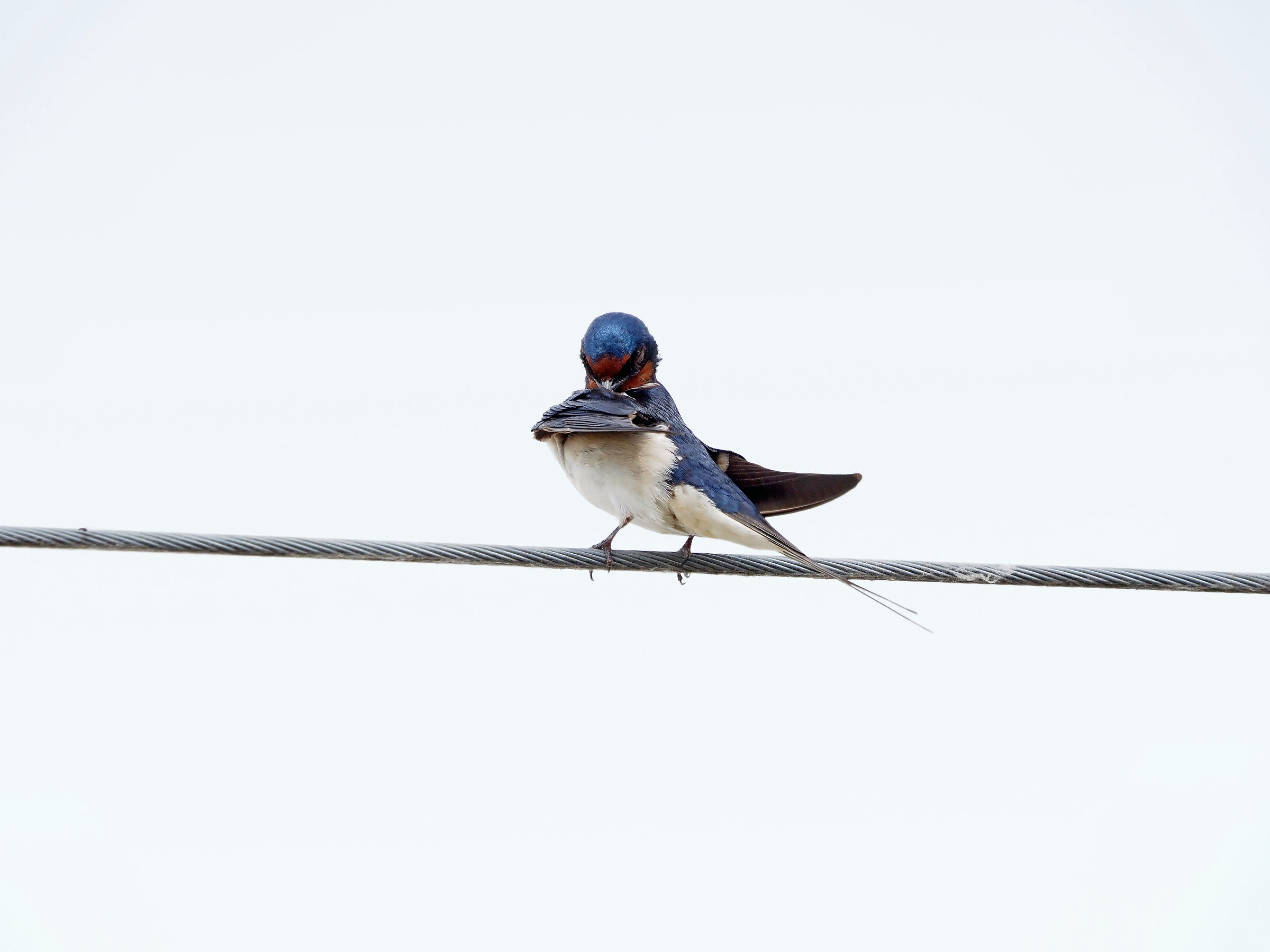 swallow, plumage care