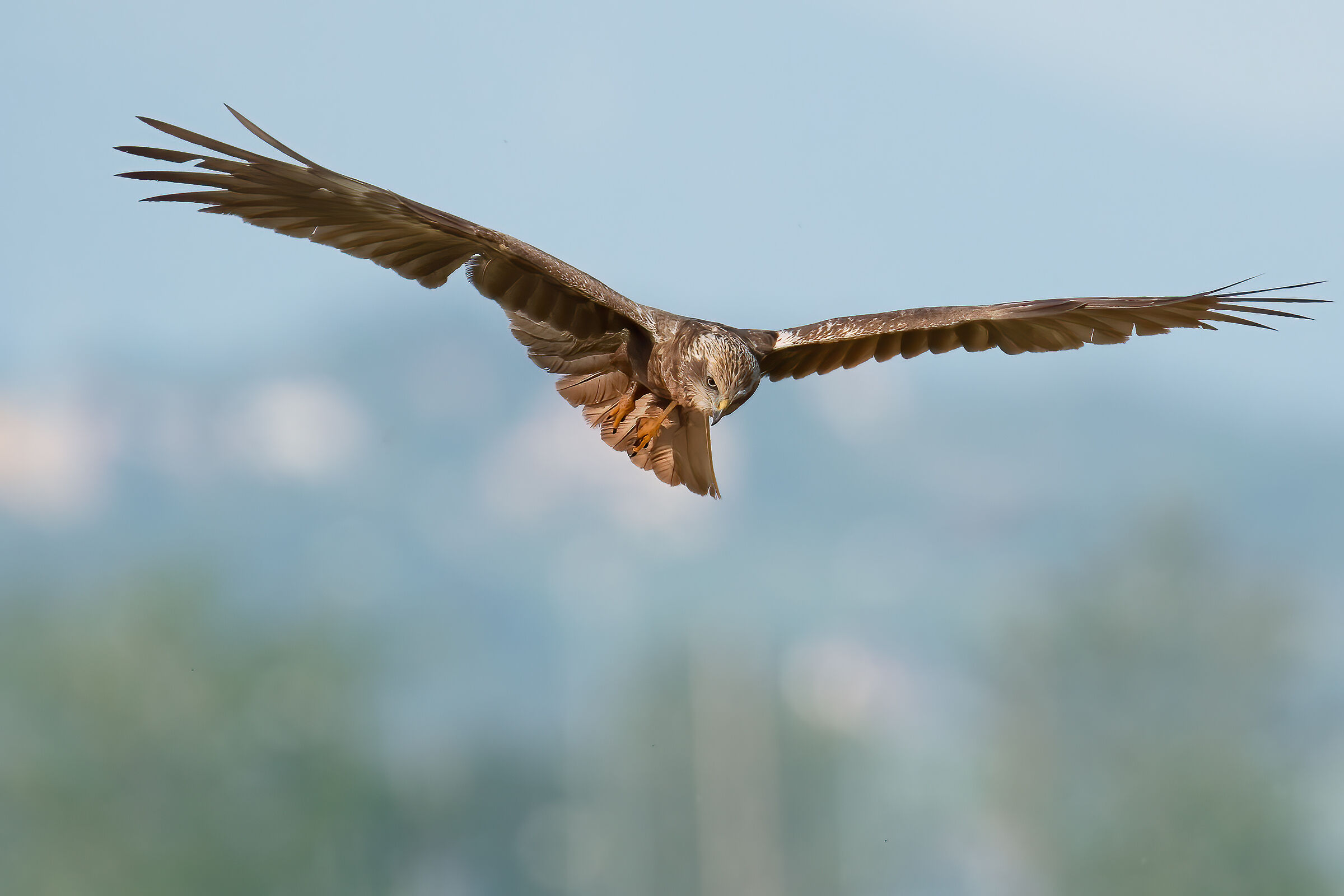 Falco di palude