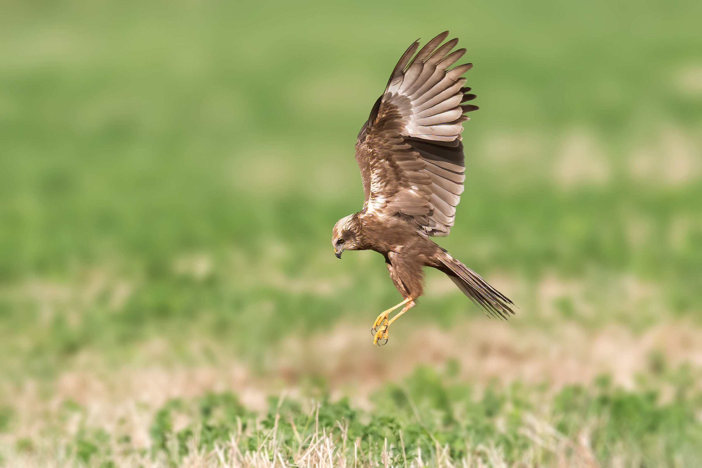 Falco di palude