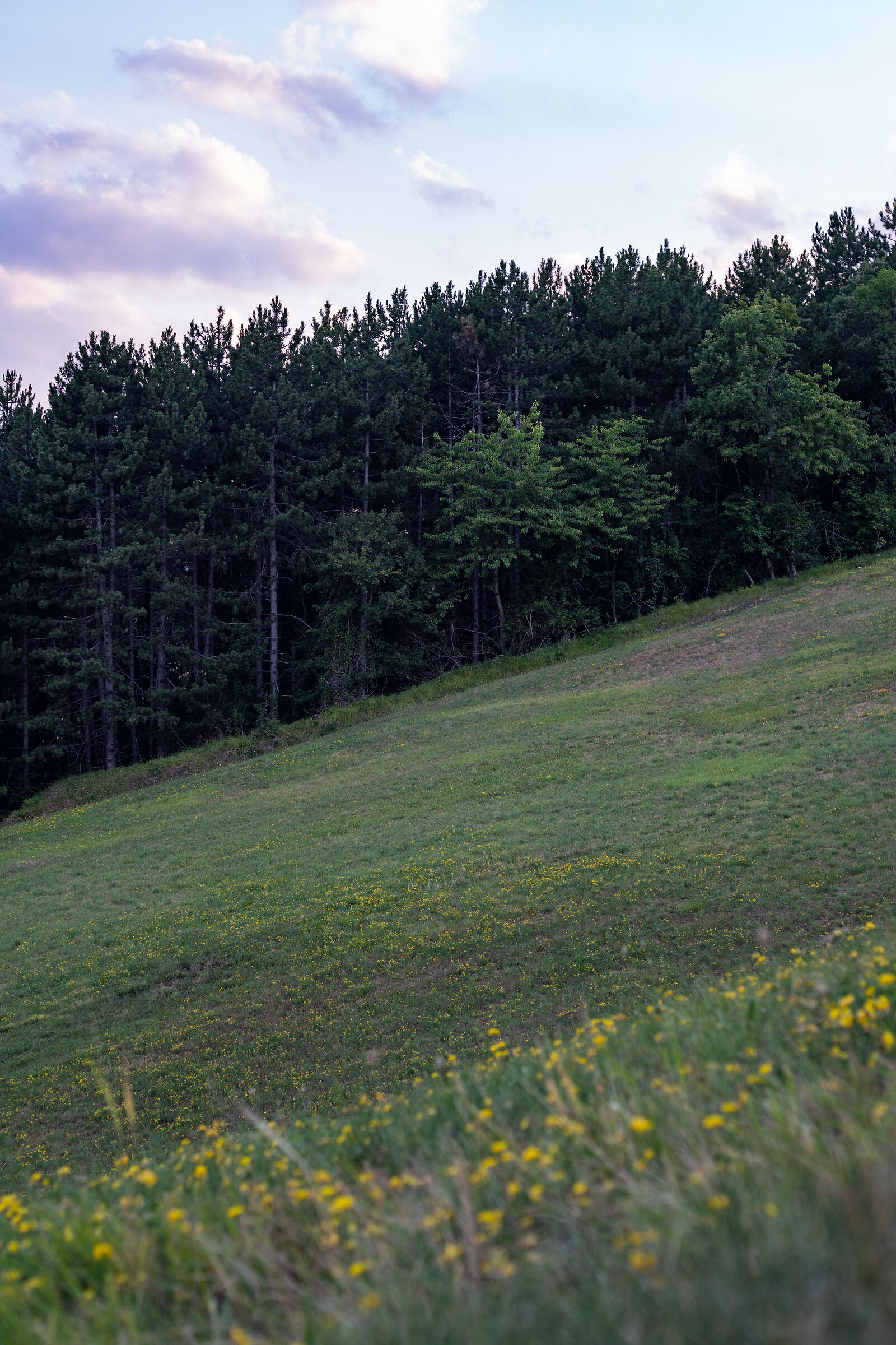 castellaro - campo/bosco