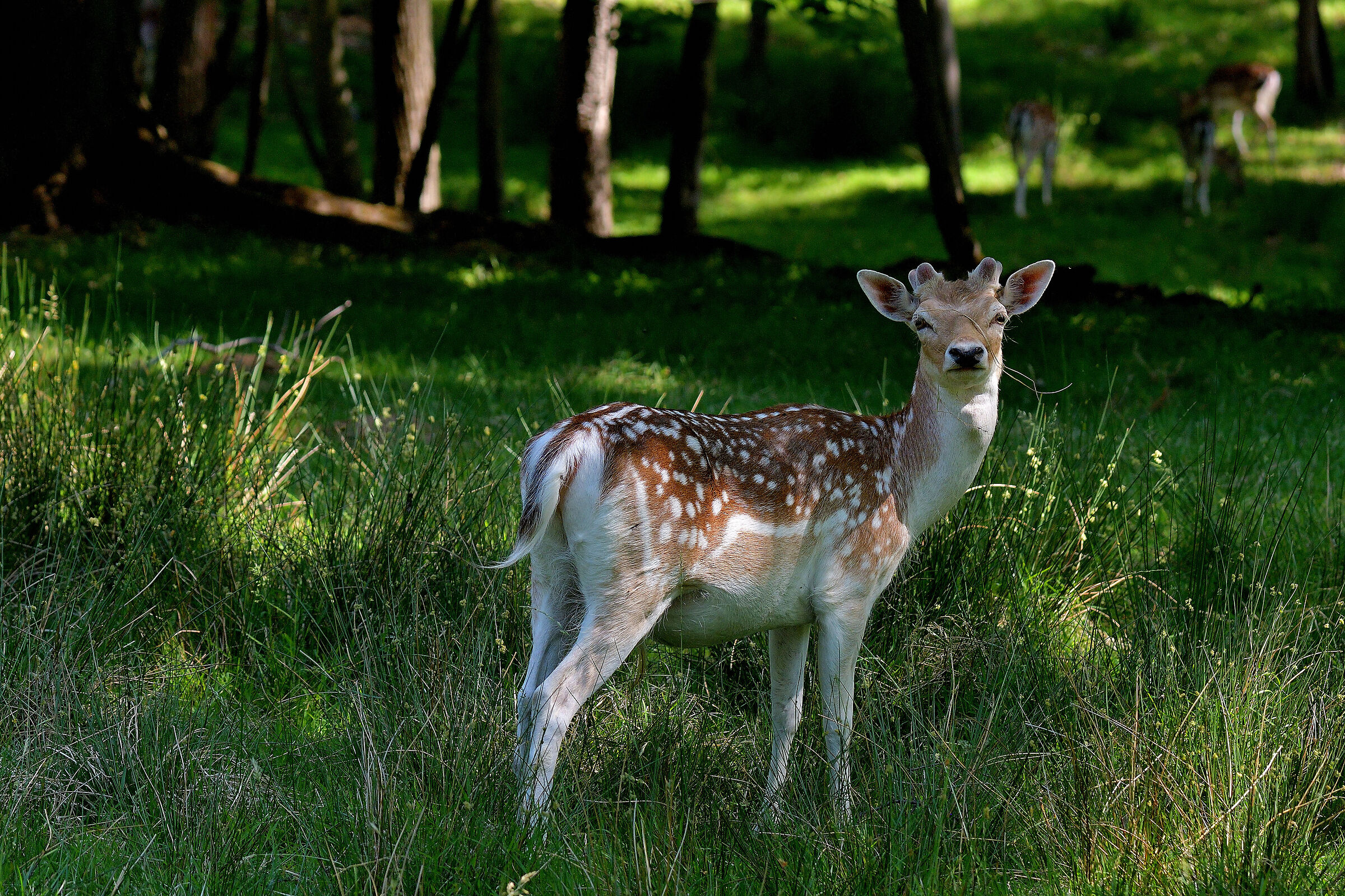 cerbiatto(Ops ... Daino ) in brianza