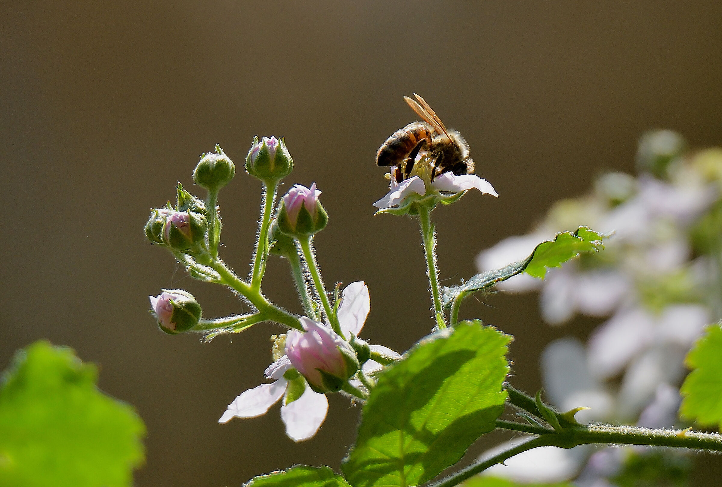 bee and flowers in backlight