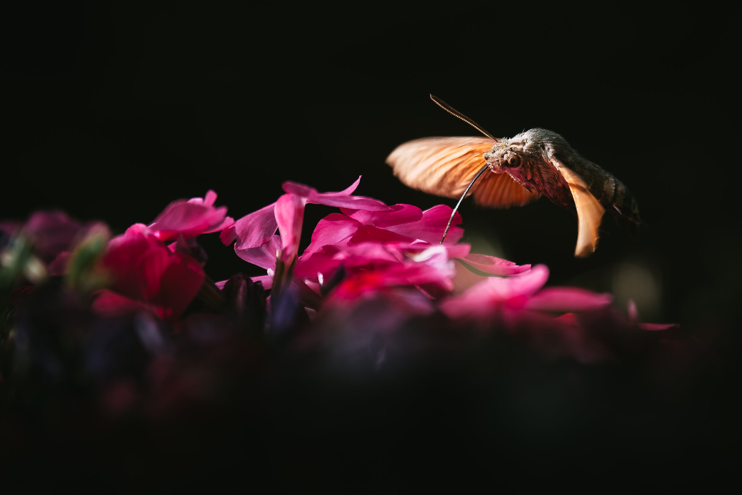 Macroglossum Stellatarum