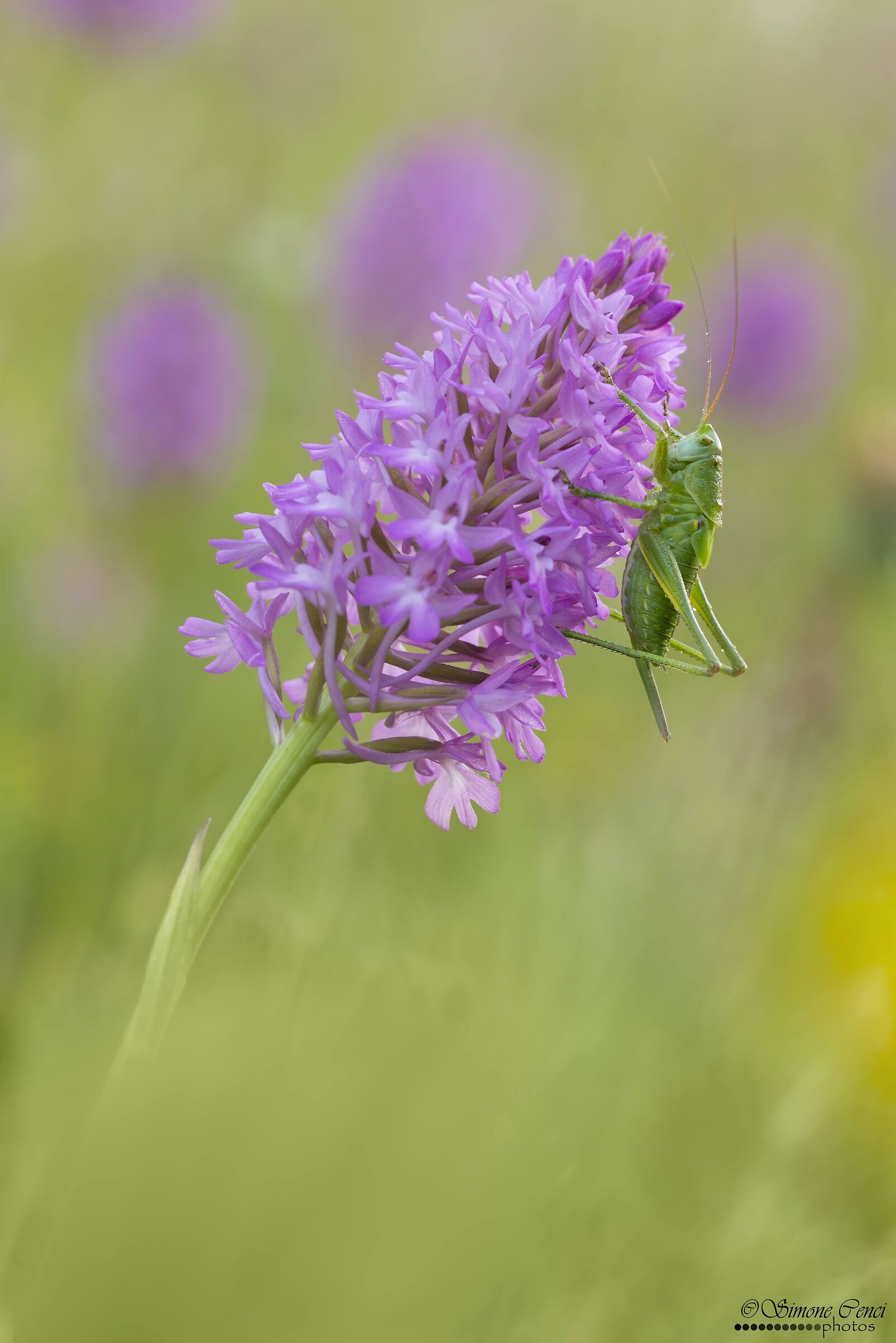 Tettigonia viridissima