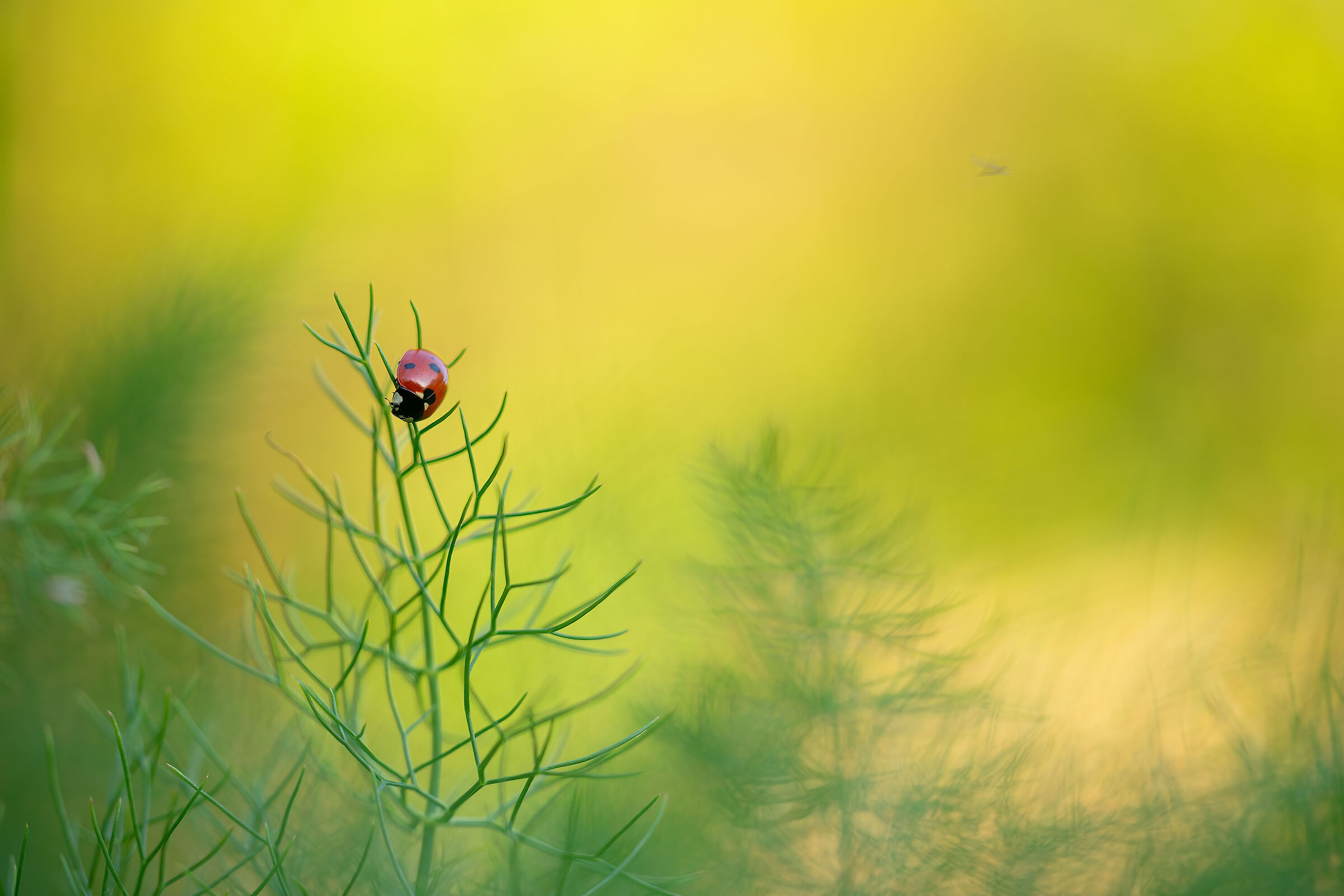 Coccinella al tramonto