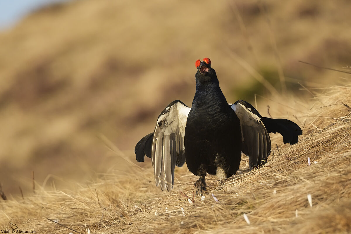 Black grouse