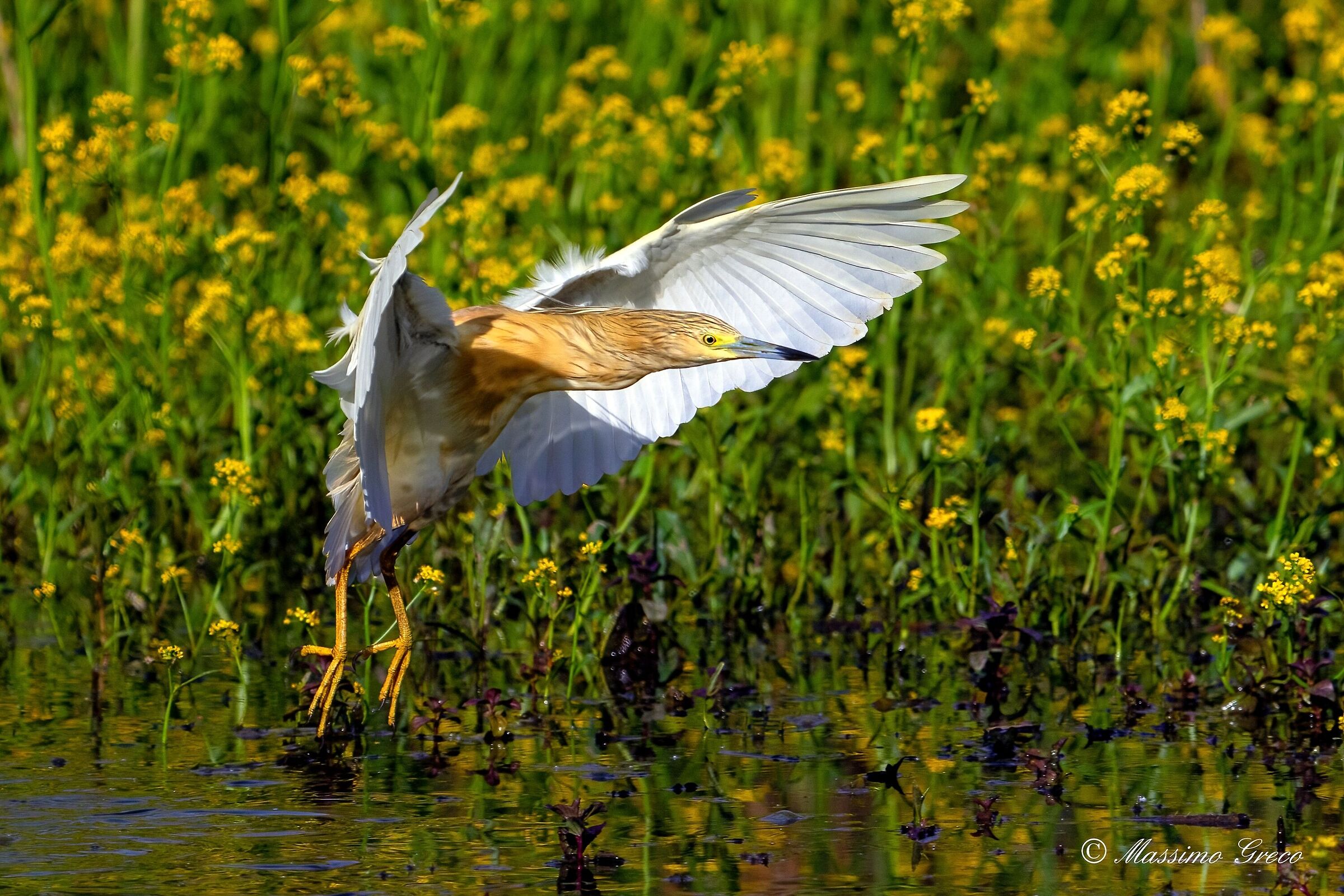 Tufted gauze (Ardeola ralloides)