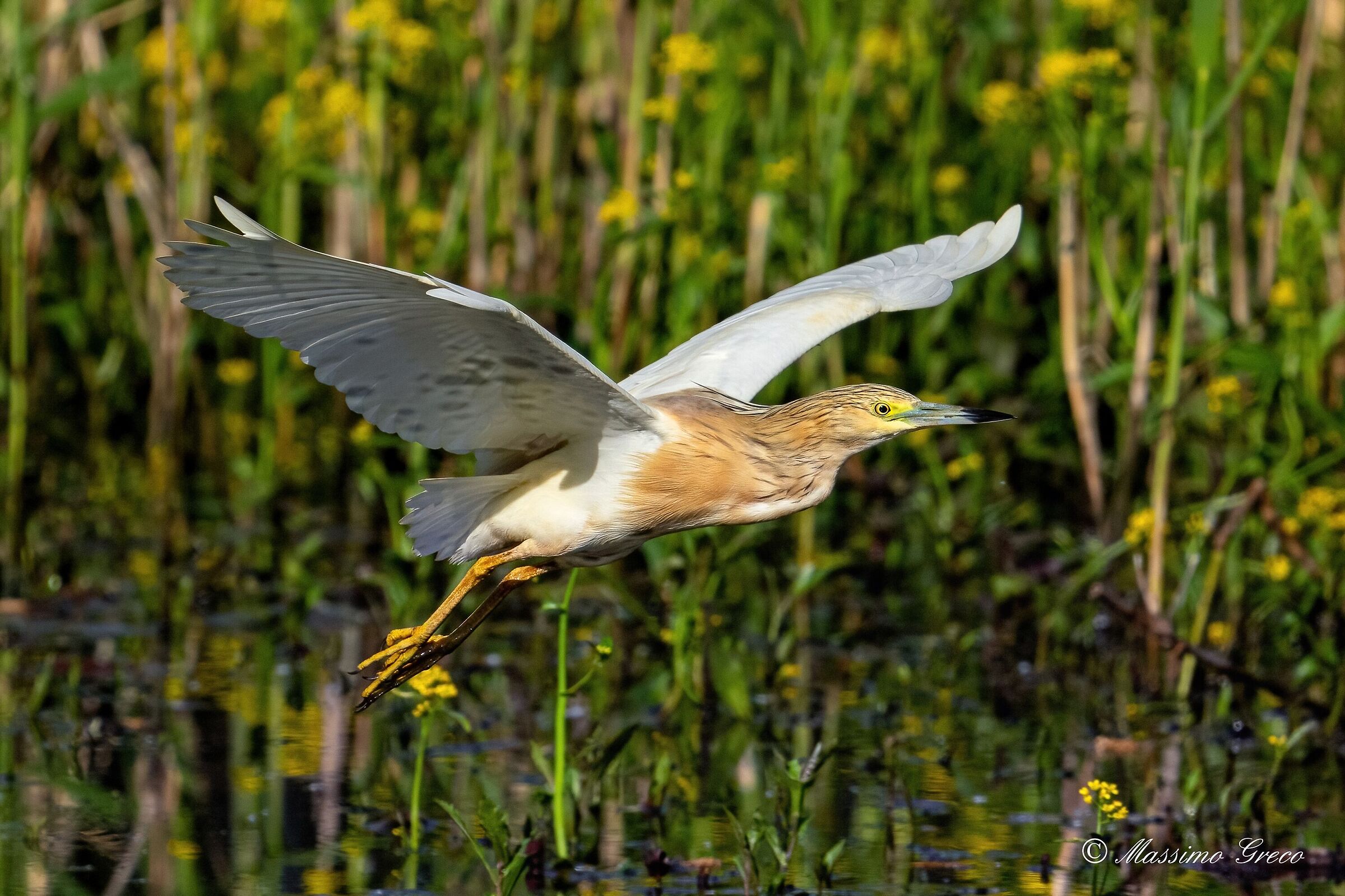 Sgarza ciuffetto (Ardeola ralloides)