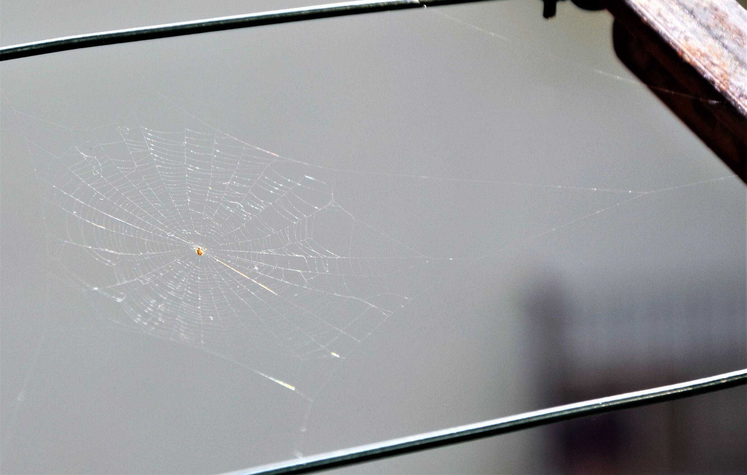 in attesa della preda