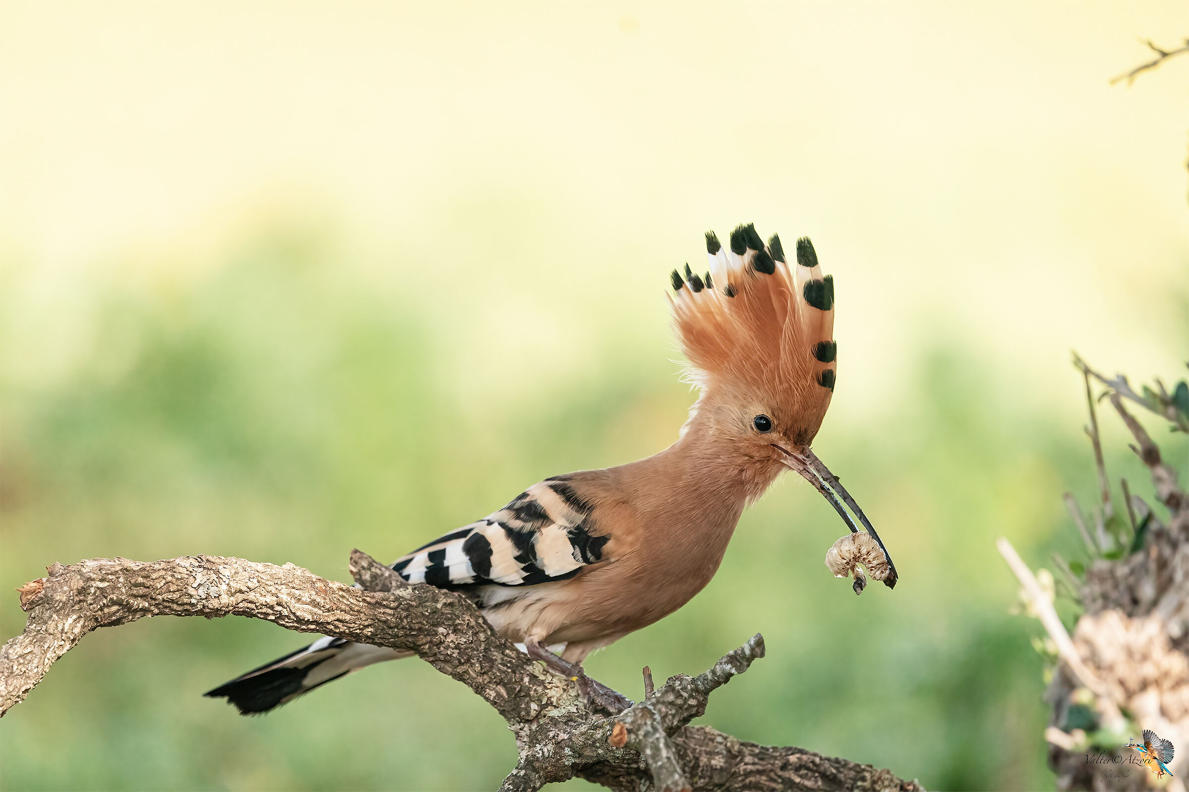 Il maschio con preda chiama la femmina fuori dal nido
