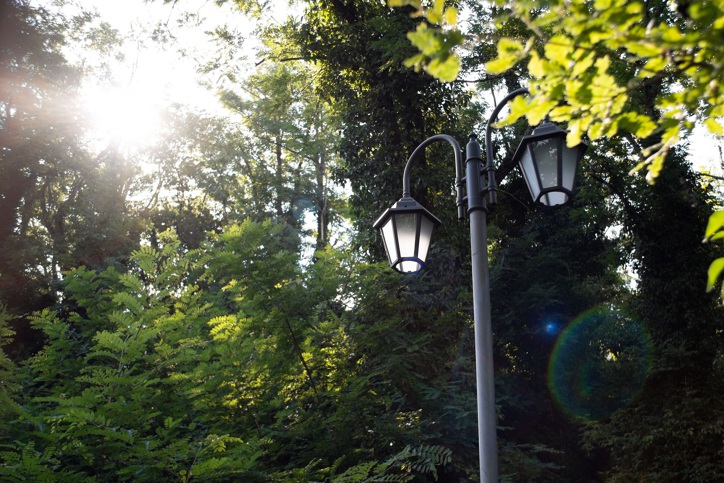 bosco - lampione