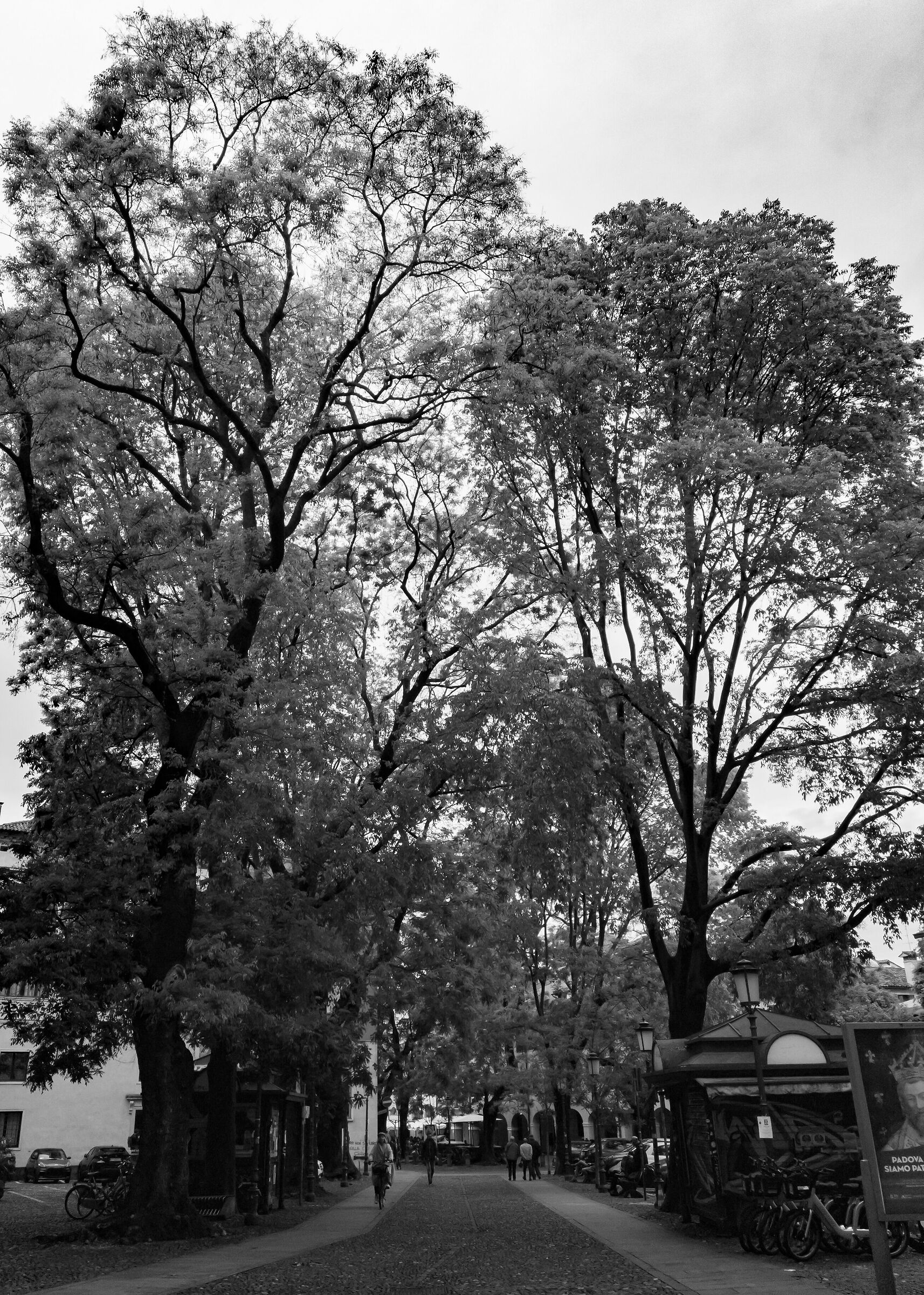 padova - alberi d'ercole