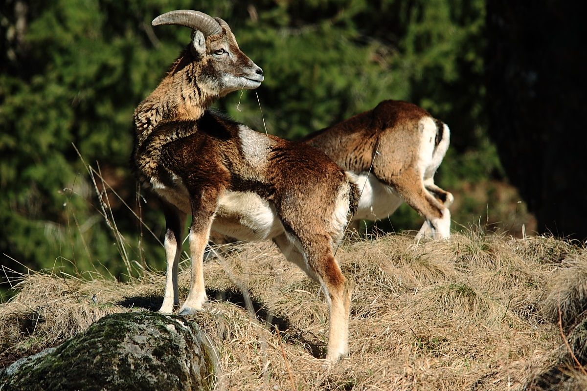 Giovane maschio di muflone