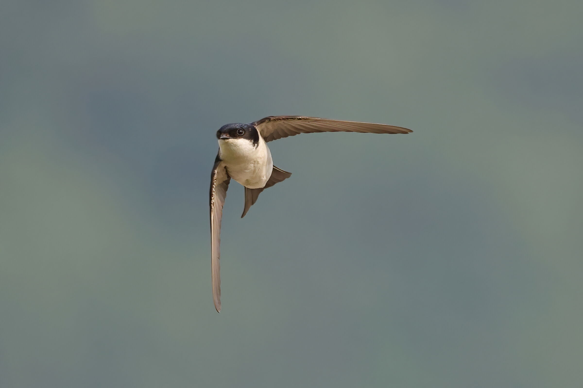 house martin