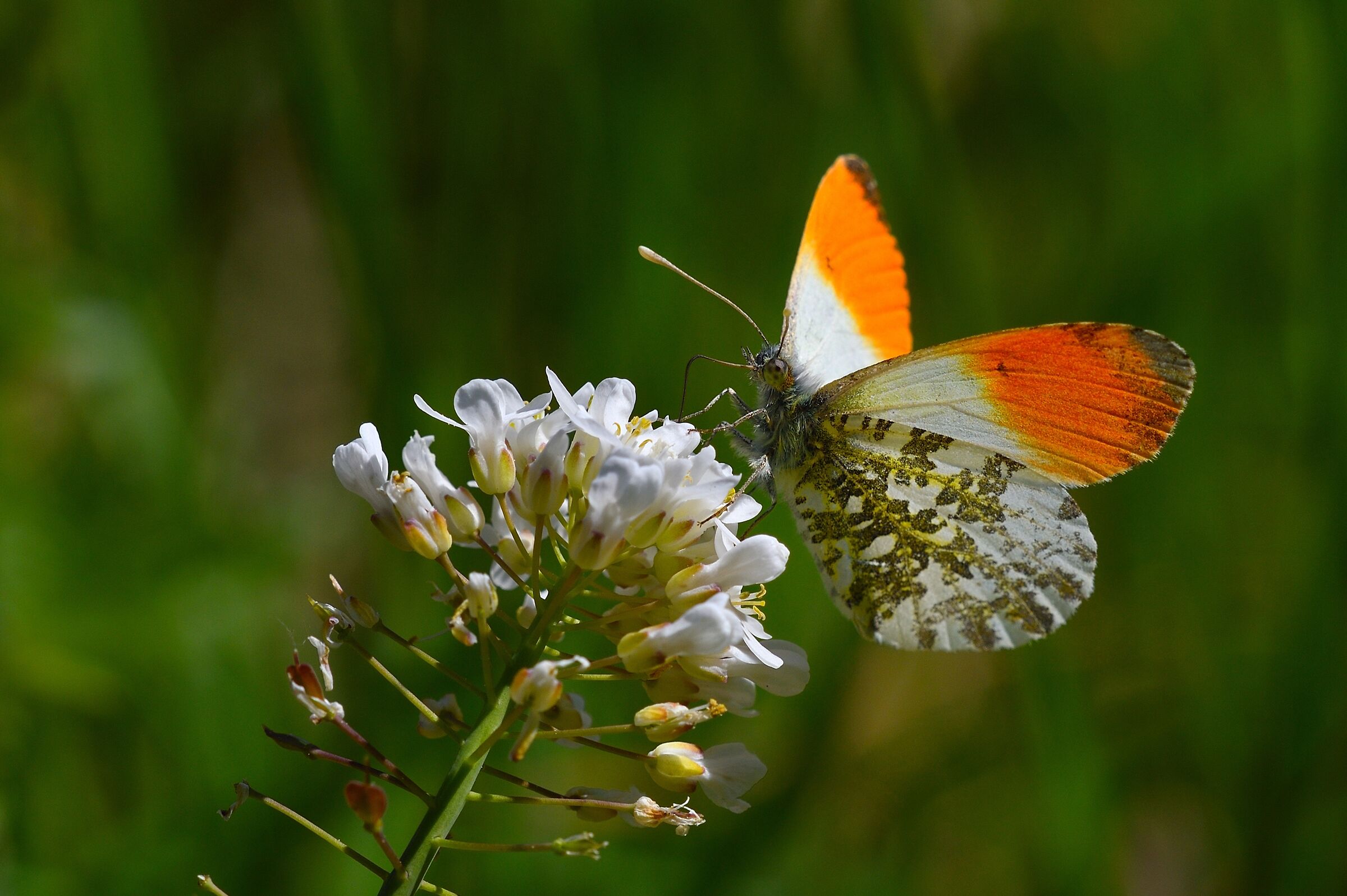 Aurora ...finalmente !