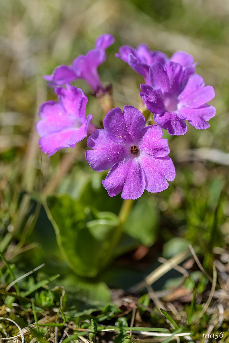Primula spectabilis