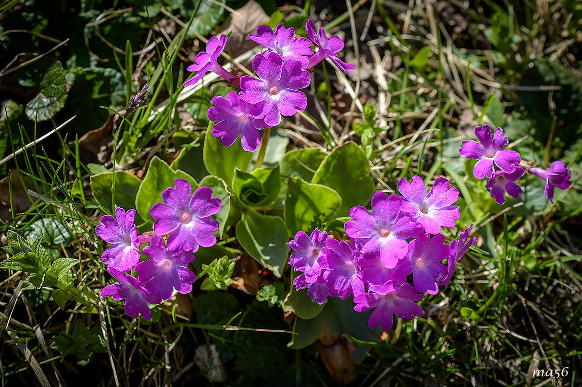 Primula spectabilis