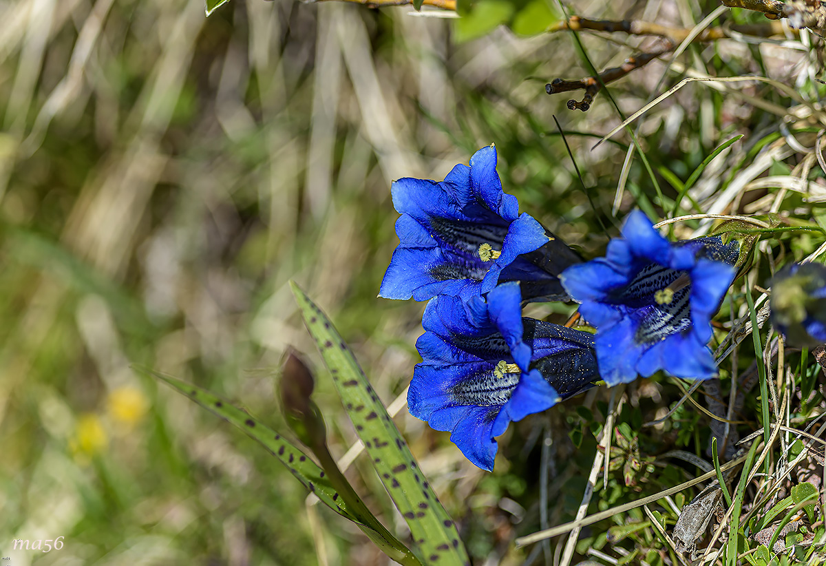Genziana di Koch