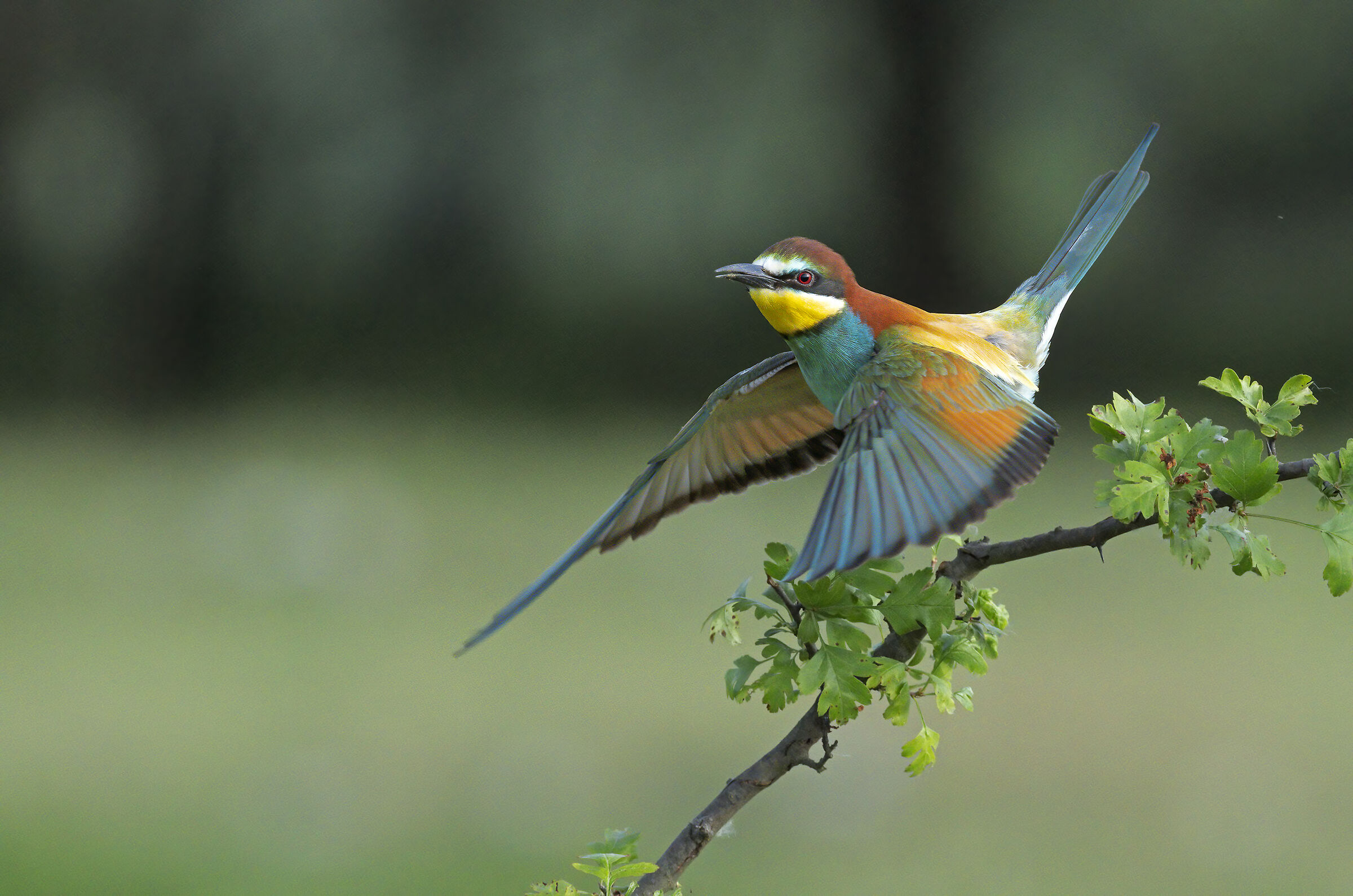 Bee-eater.