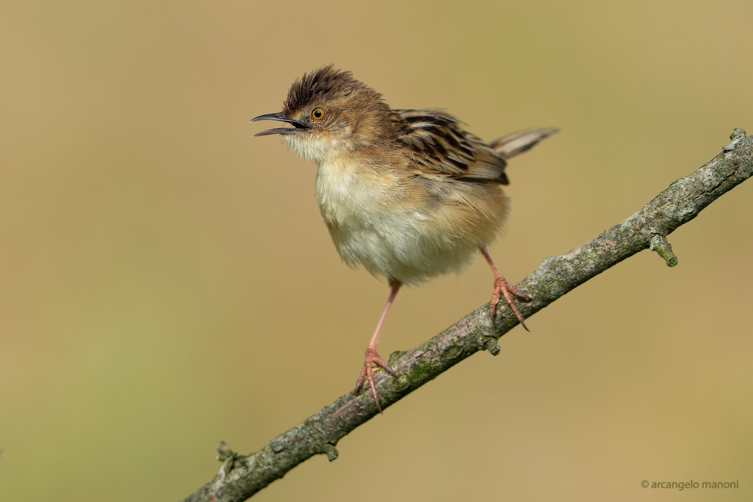 The cry of the woodcock
