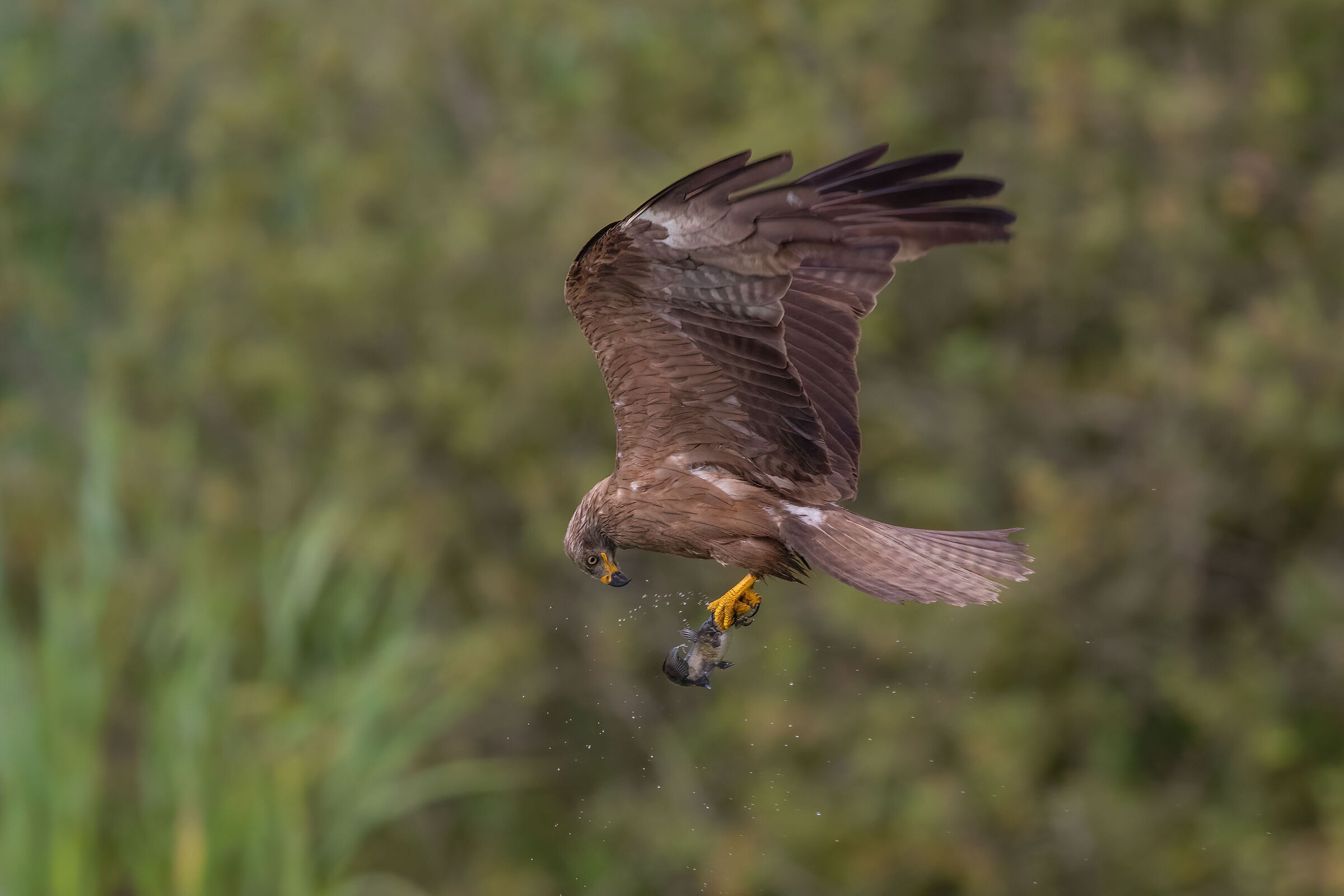 black kite fishing