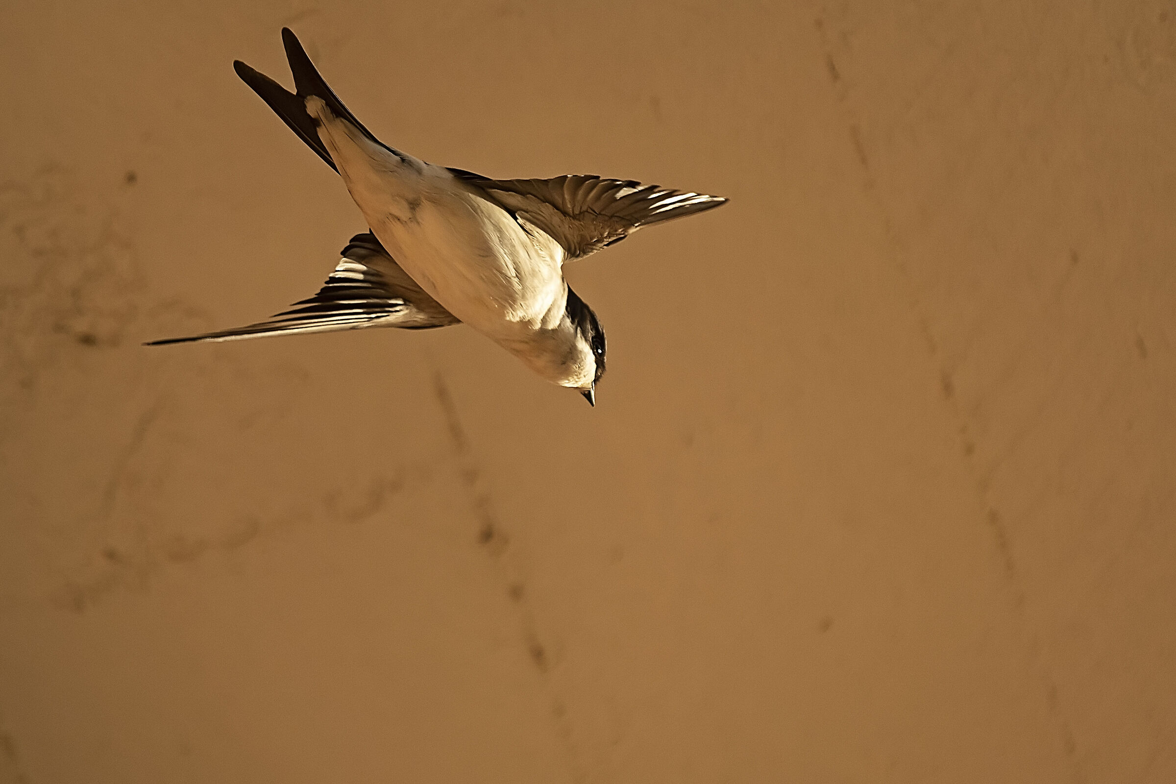 Rondine...sotto il tetto