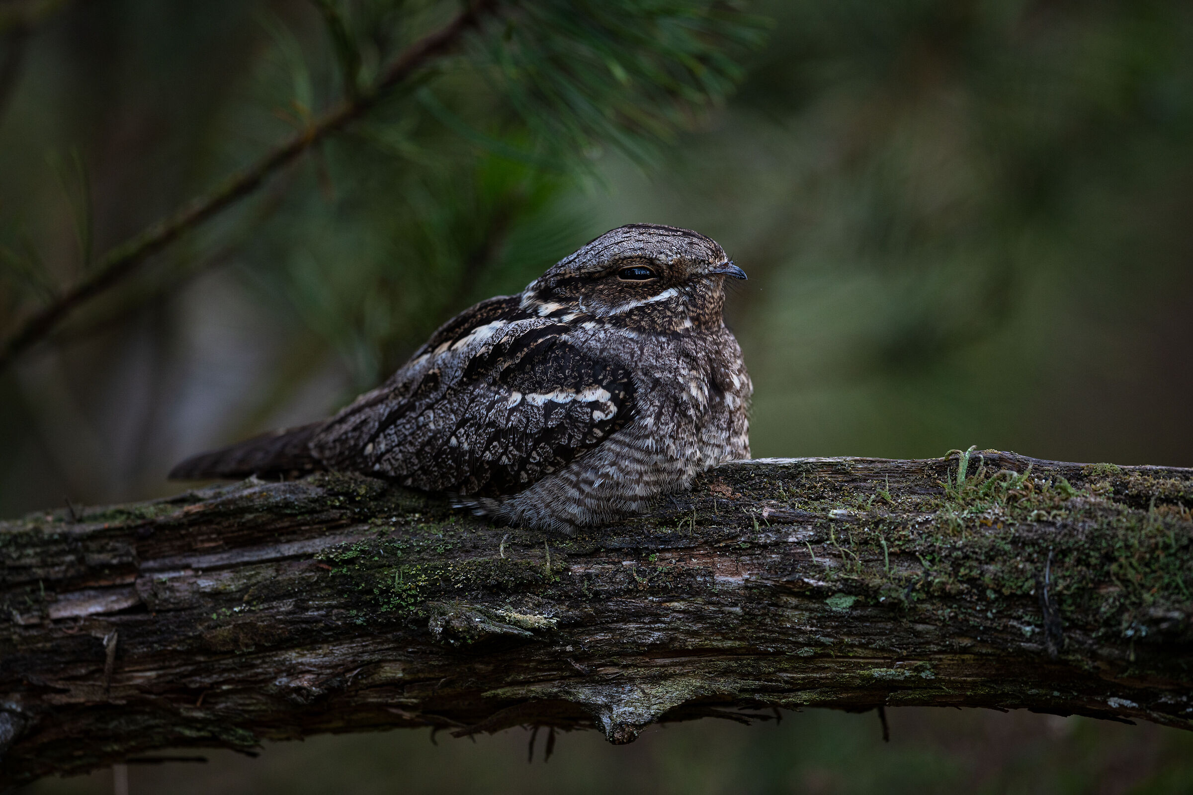 Nightjar europeo