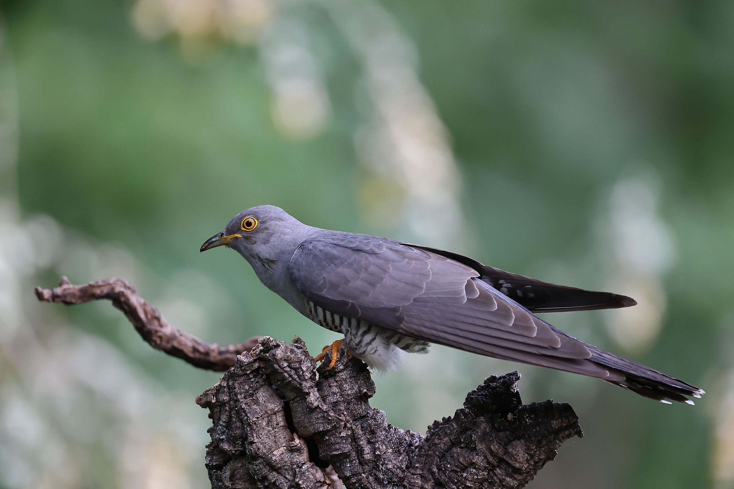 Female cuckoo
