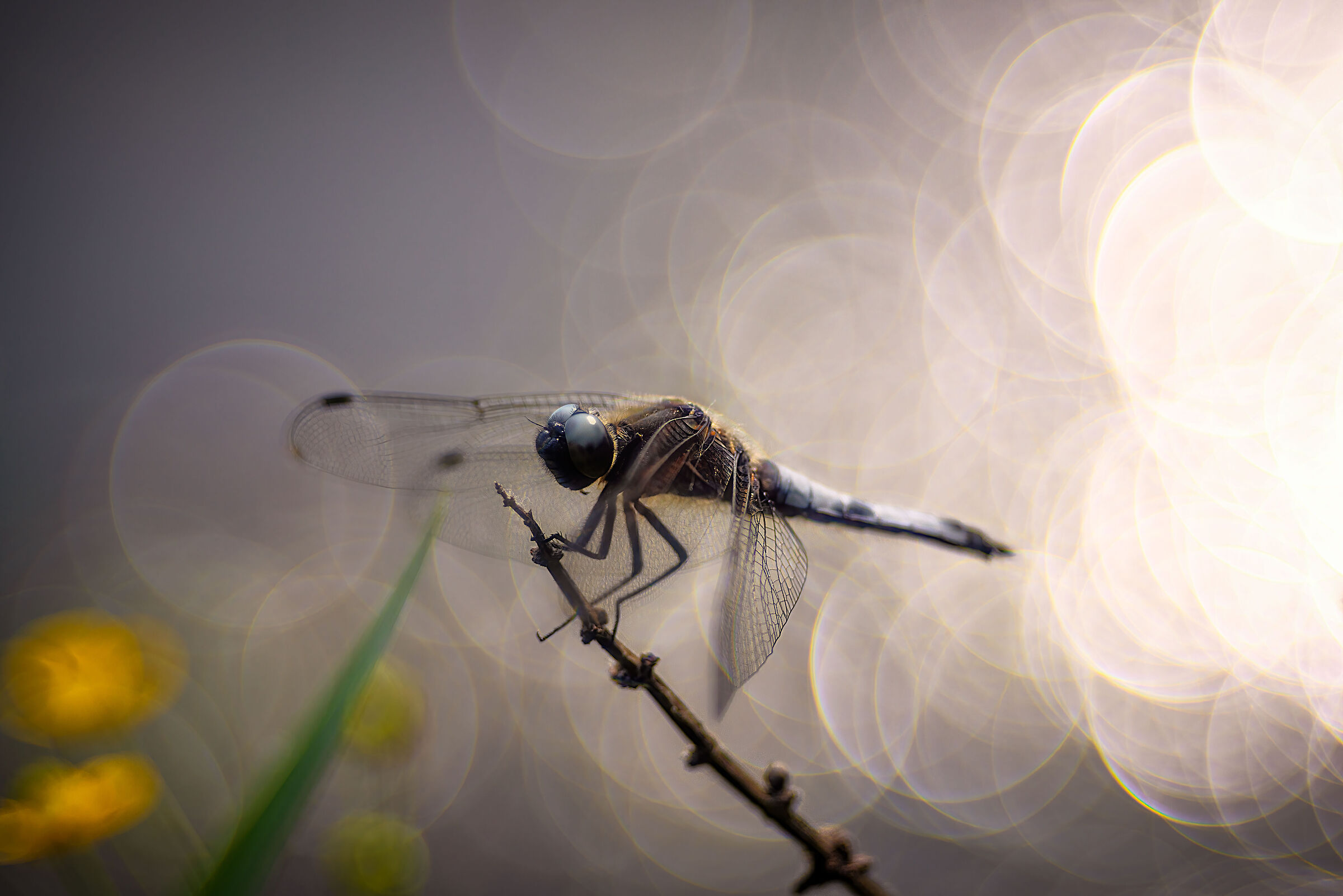 dragonfly