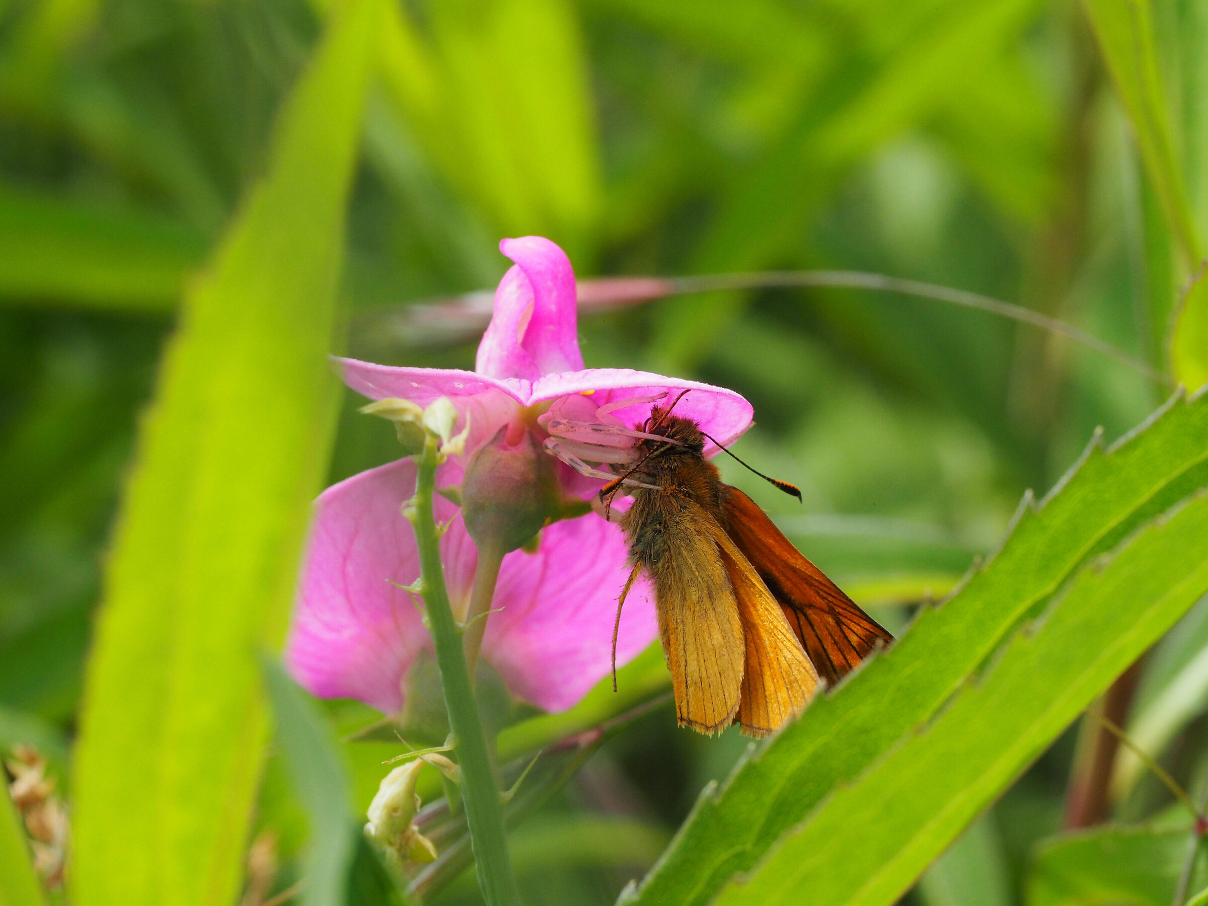 -