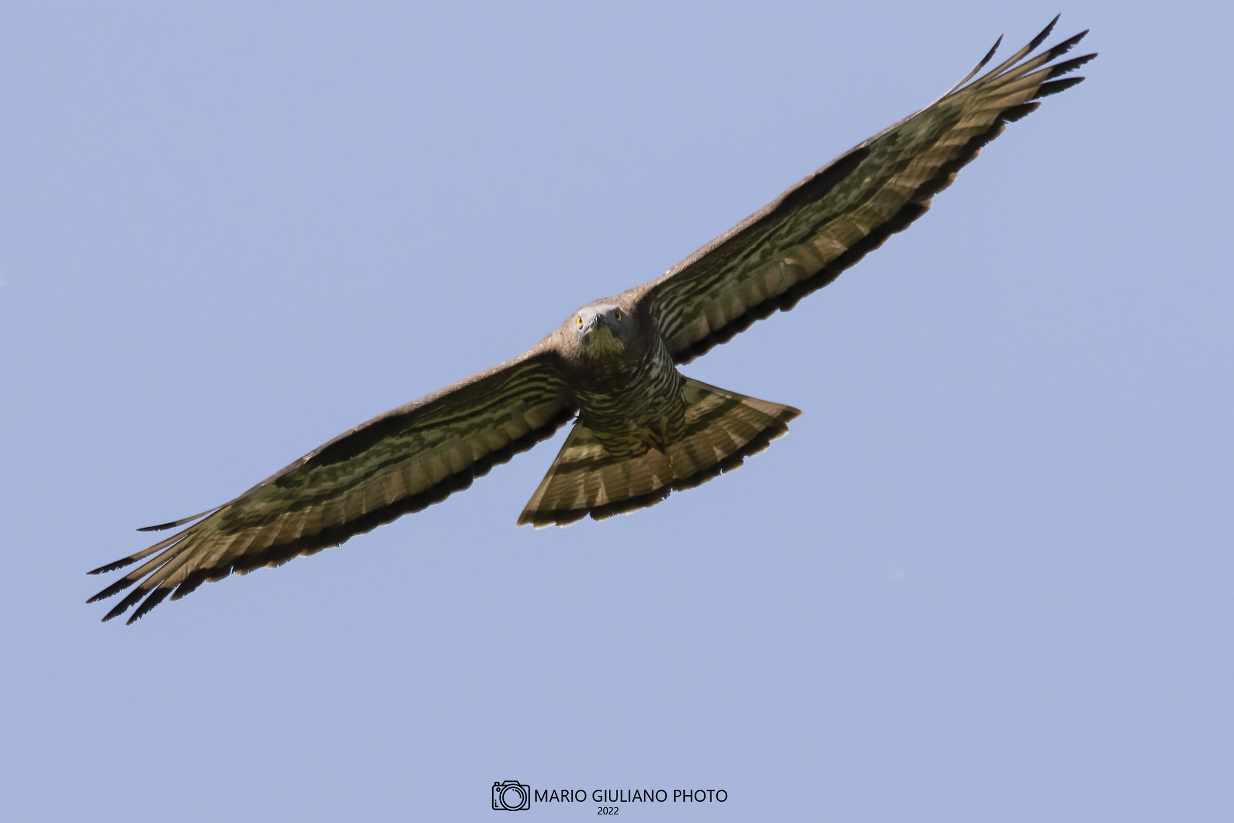 Falco pecchiaiolo