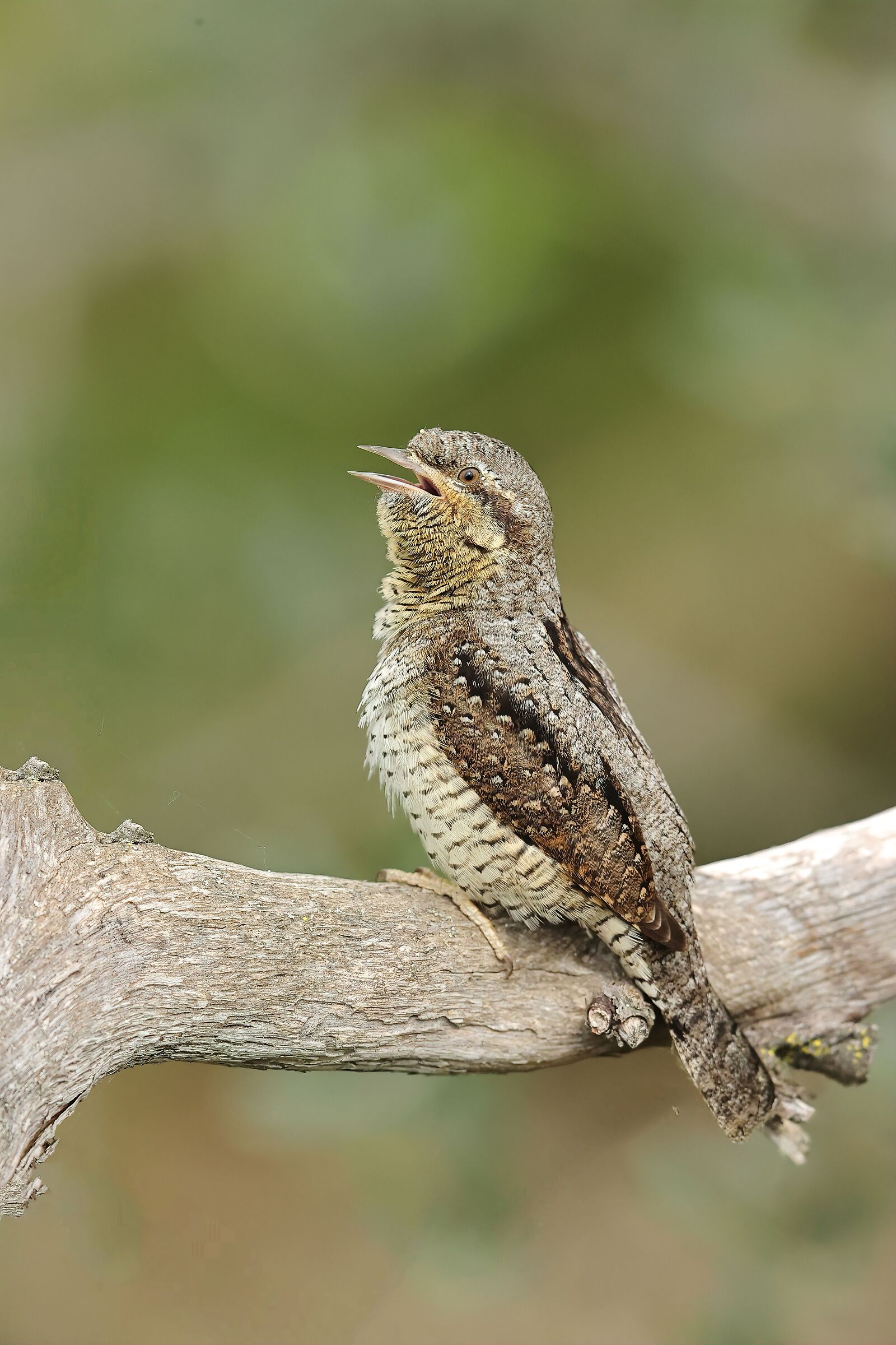 Wryneck