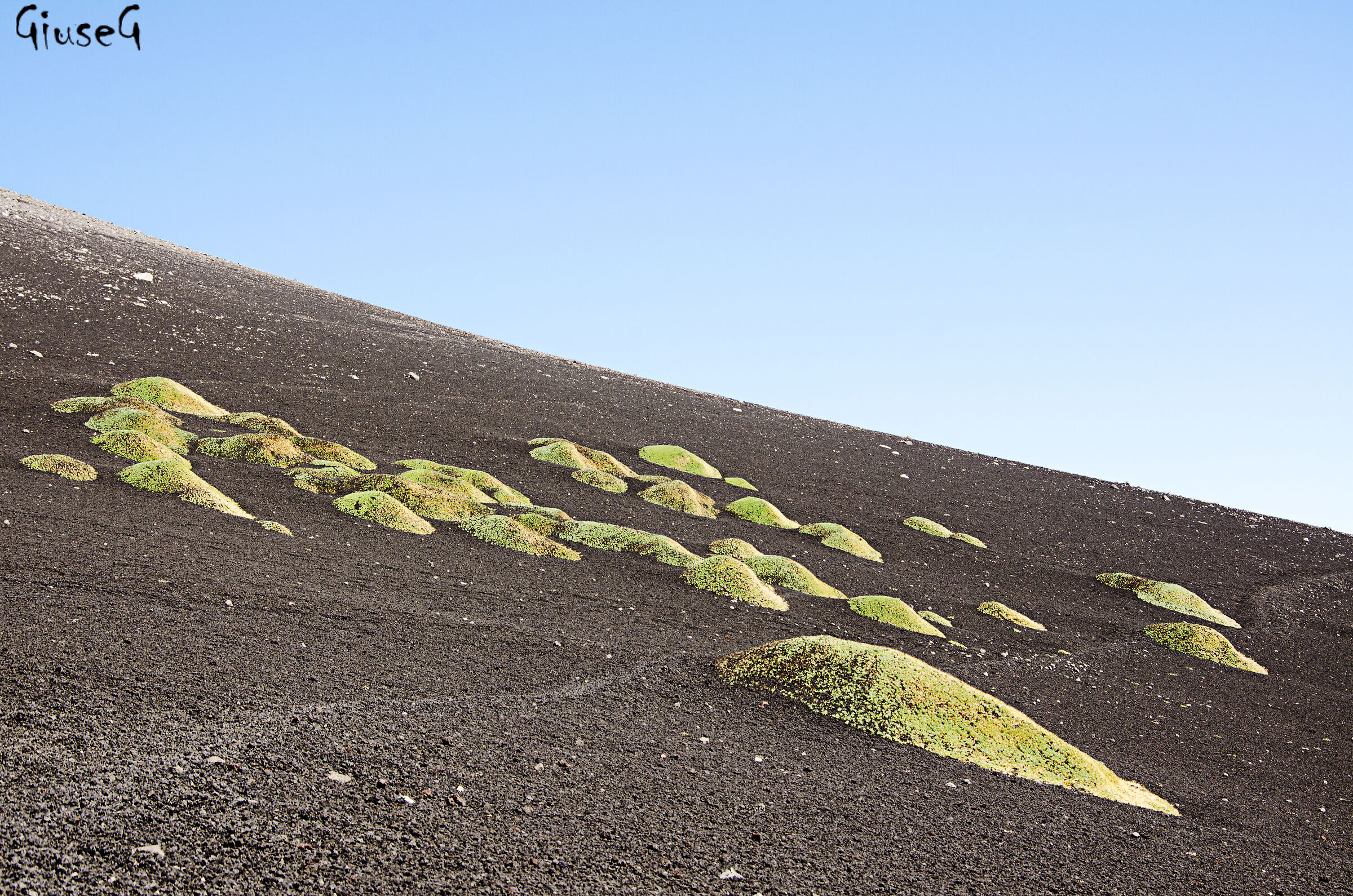Saponaria, Etna.